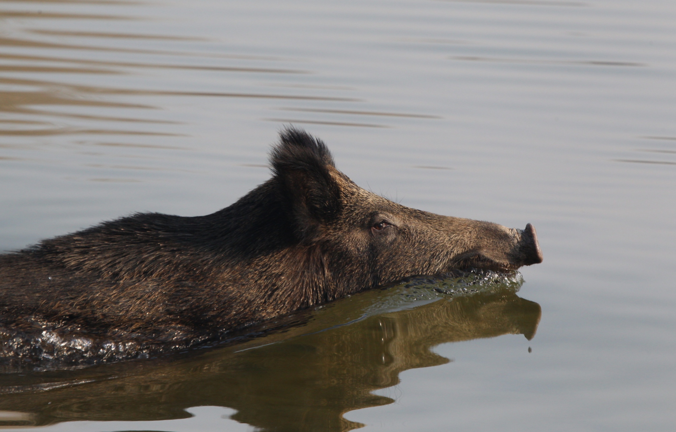 Cinghiale in attraversata del lago