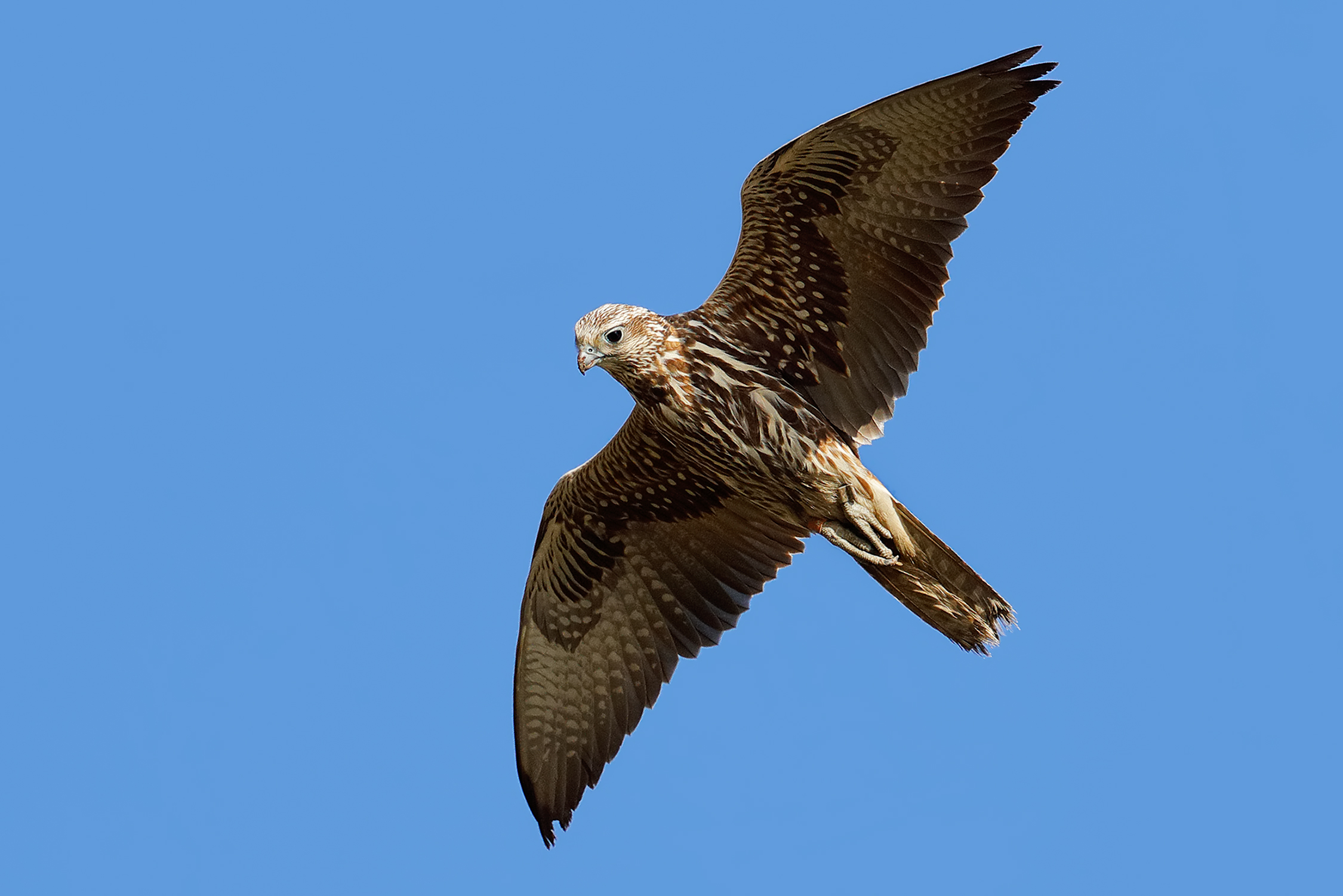 La ricerca della preda del falco sacro