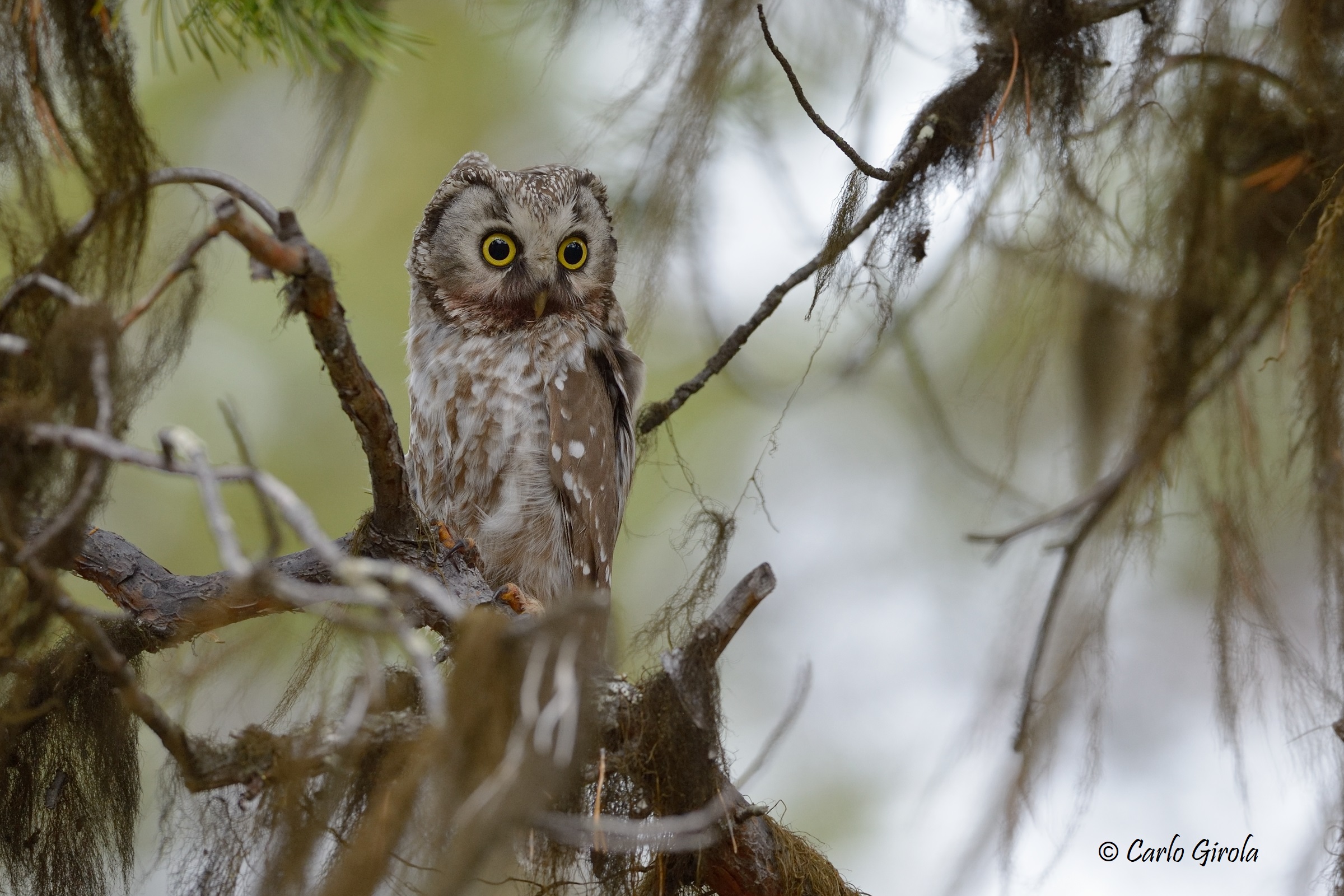 Bulk Owl (Aegolius funereus)