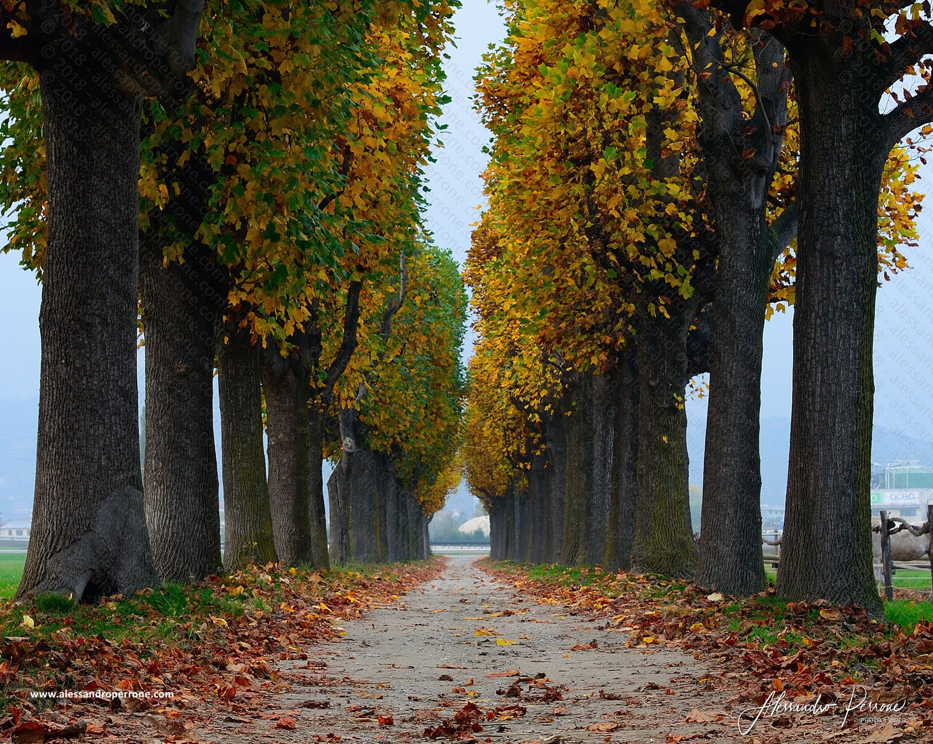 Autumn Avenue