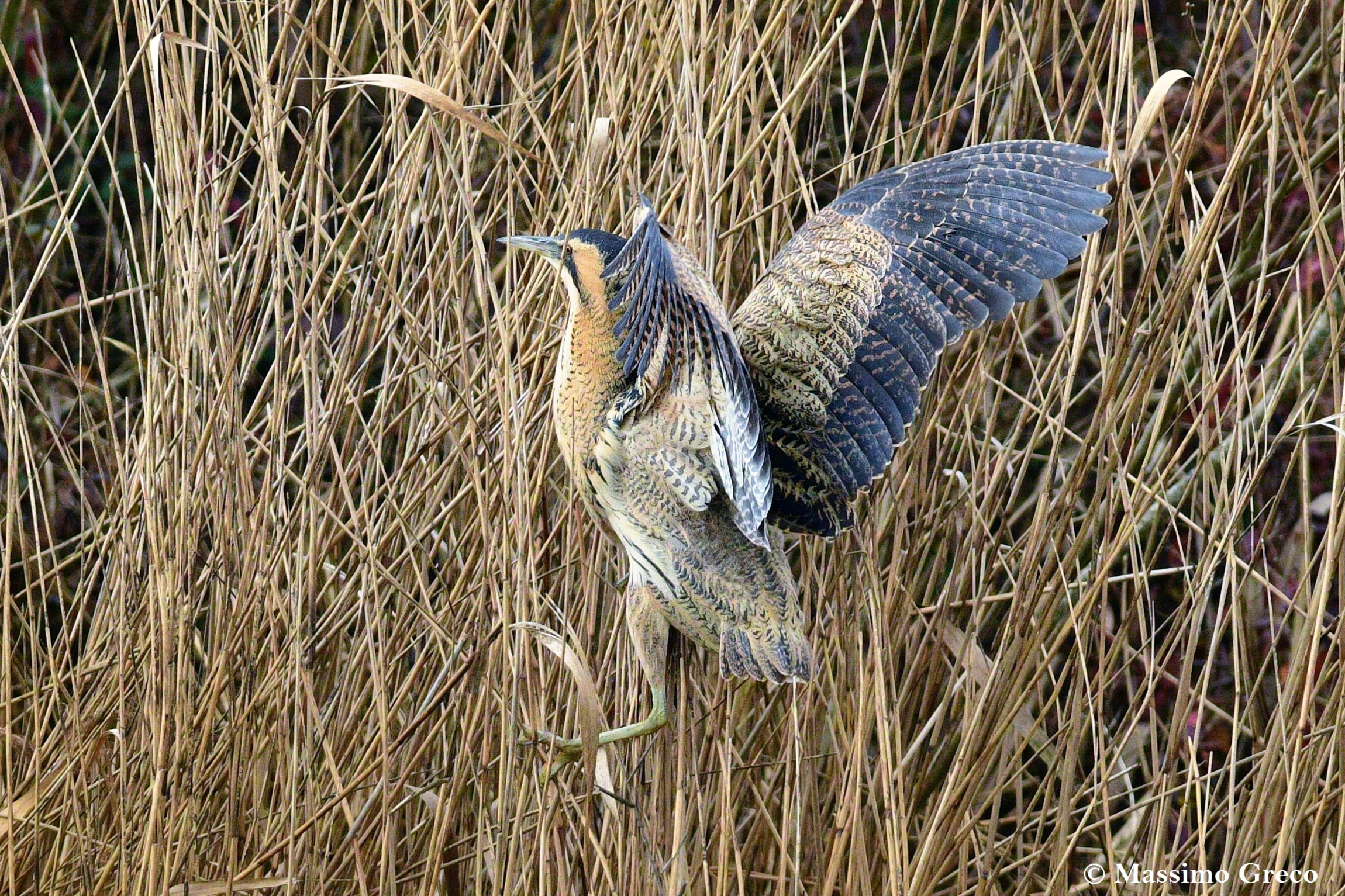 Tarabuse (Botaurus stellaris) King of camouflage