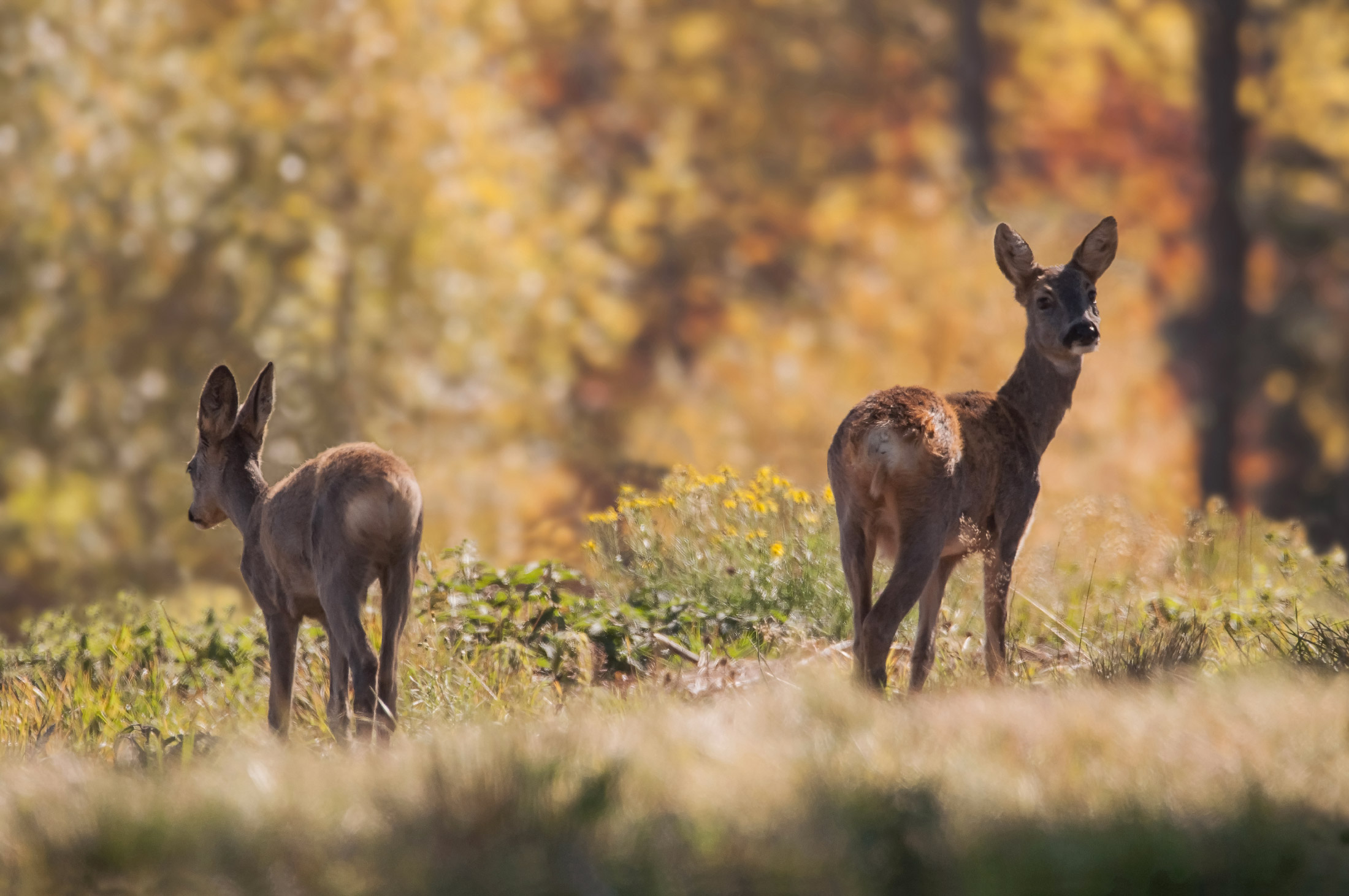 Autumn re-enactments