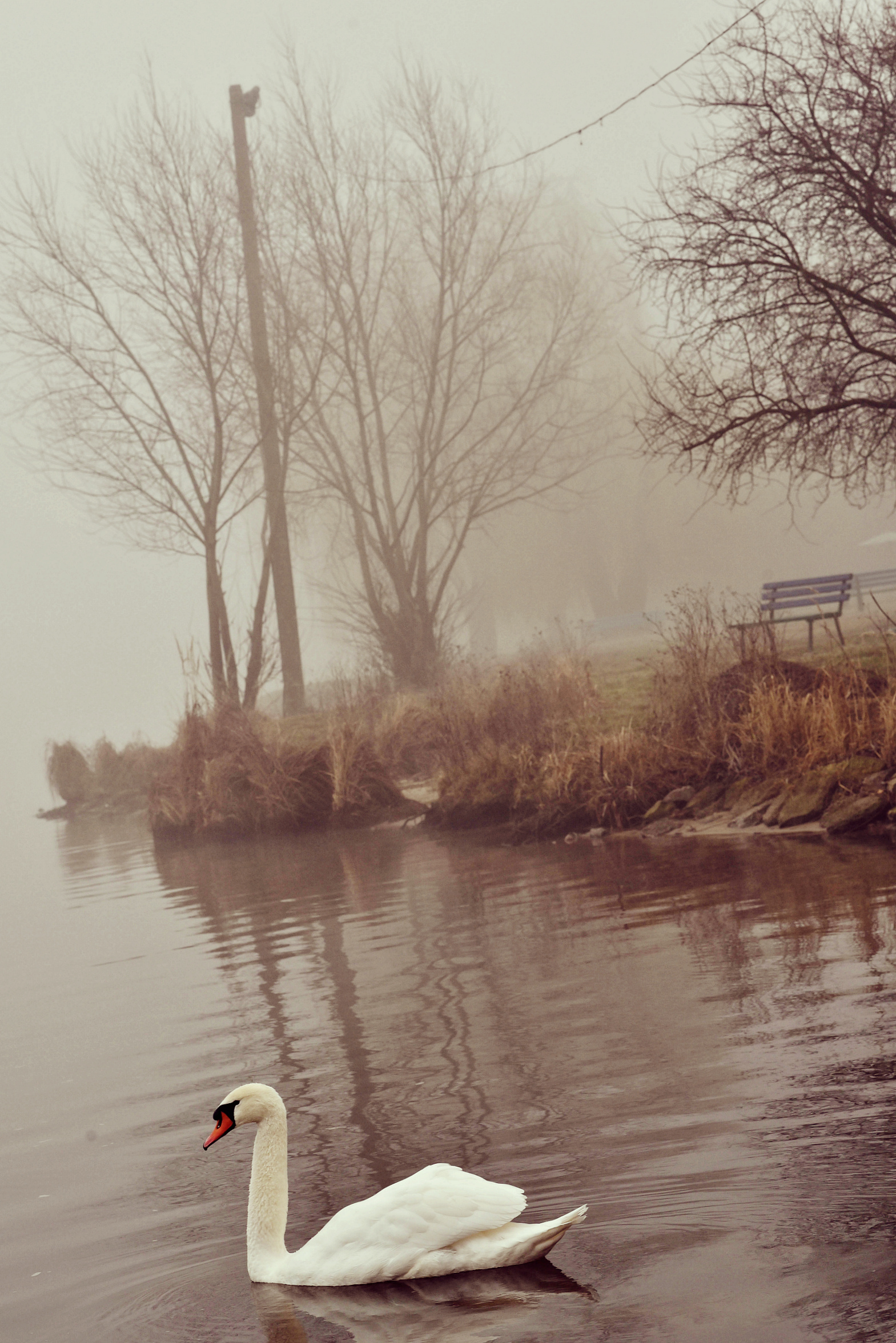 mattina nebbiosa sul fiume