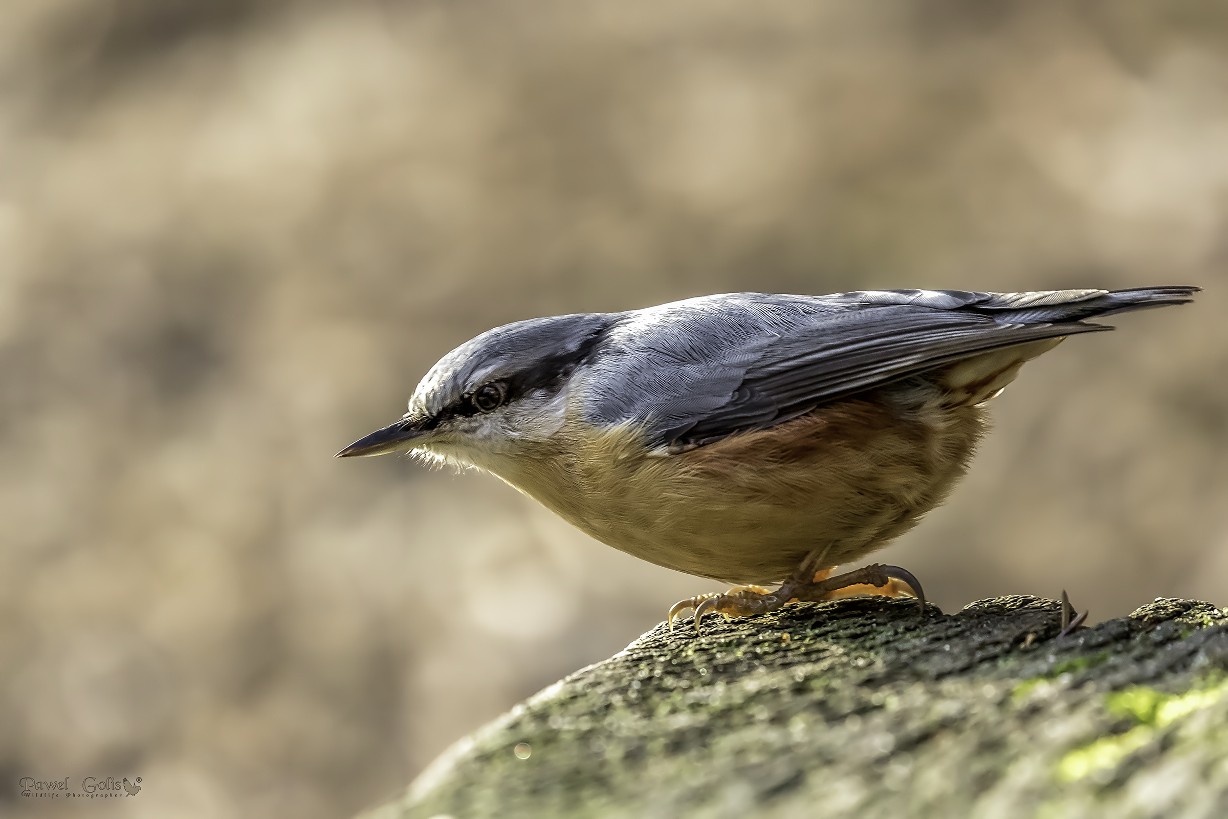 Nuthatch (Sitta europaea)