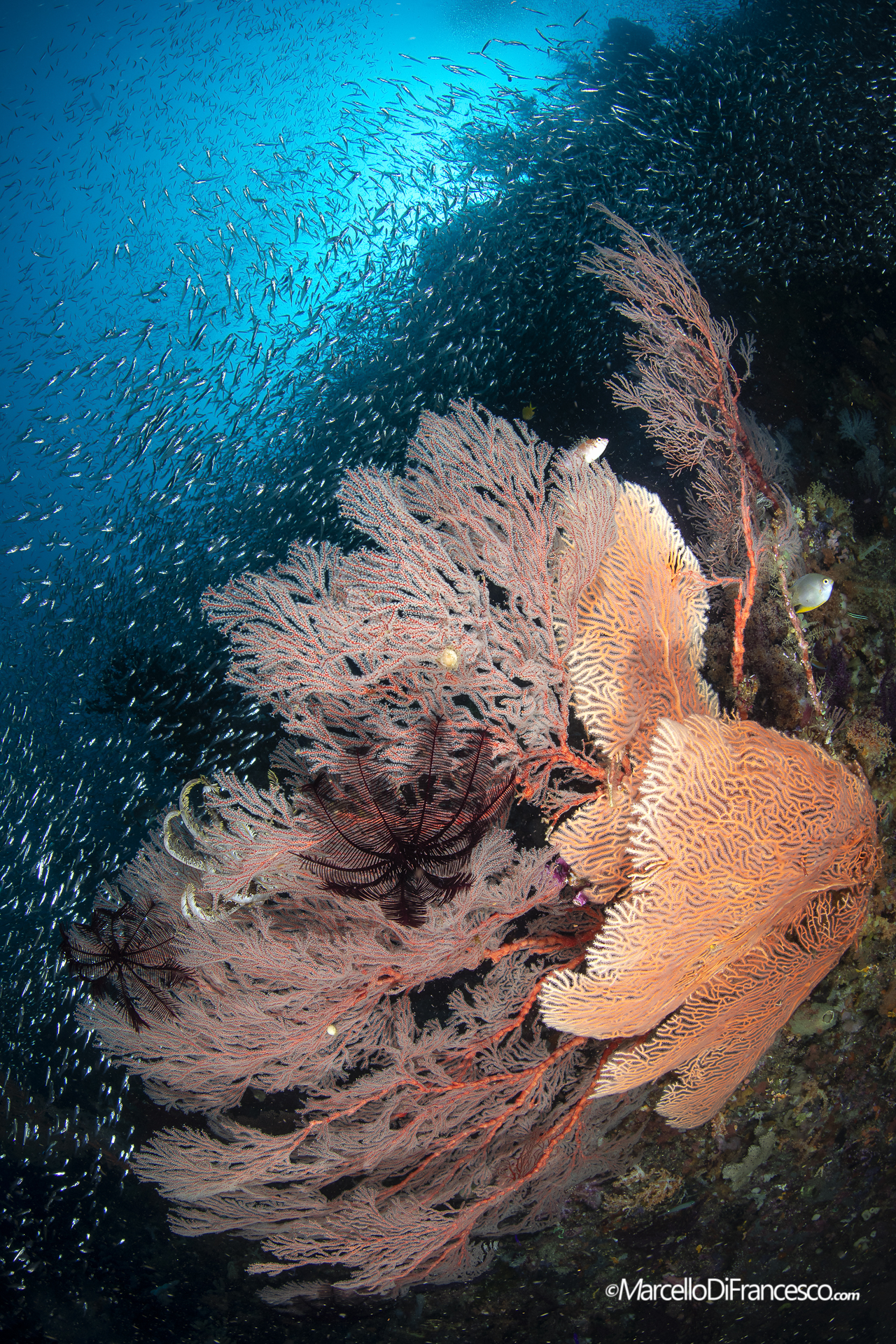 Raja Ampat, Misool Reefscapes