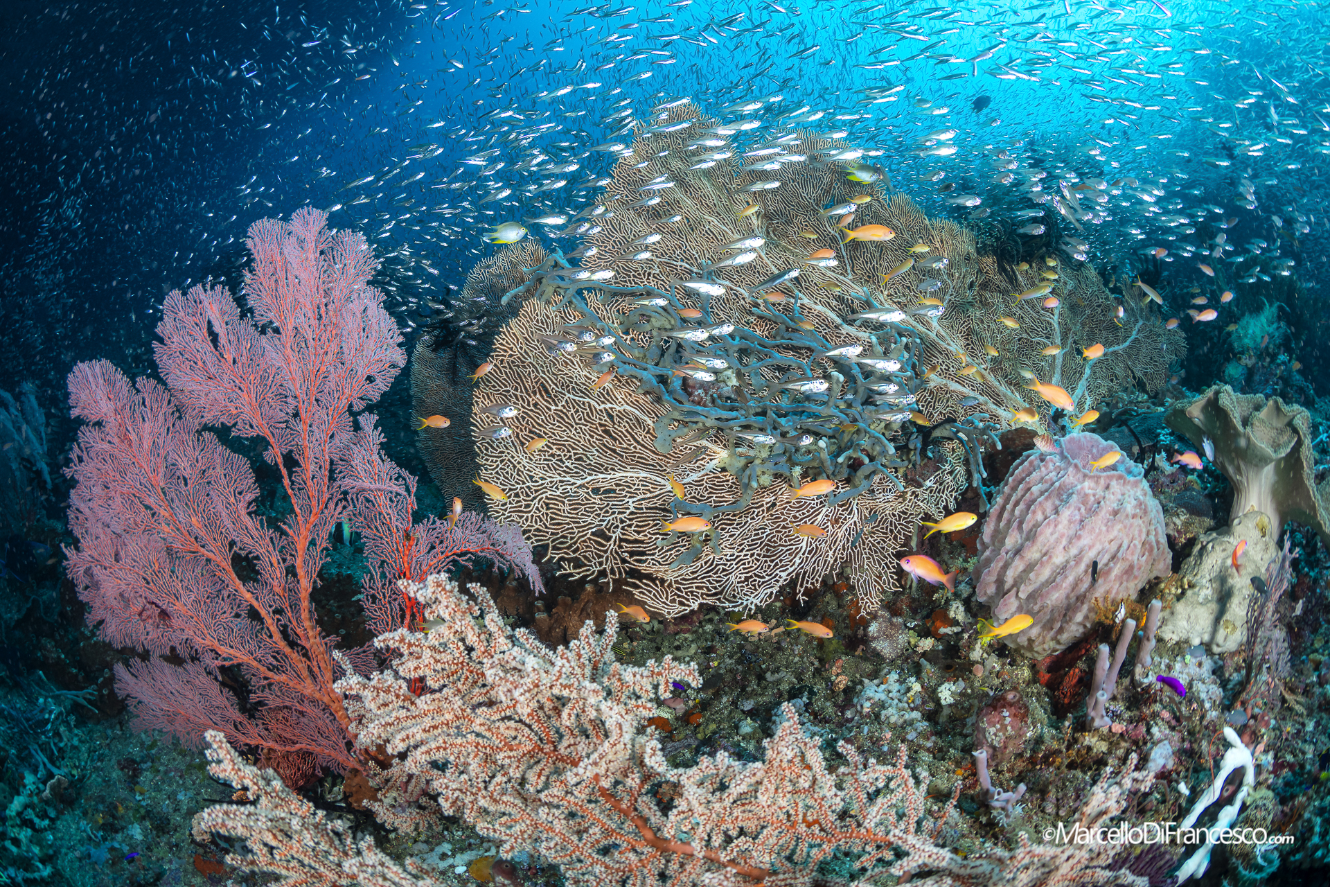 Raja Ampat, Misool Reefscapes