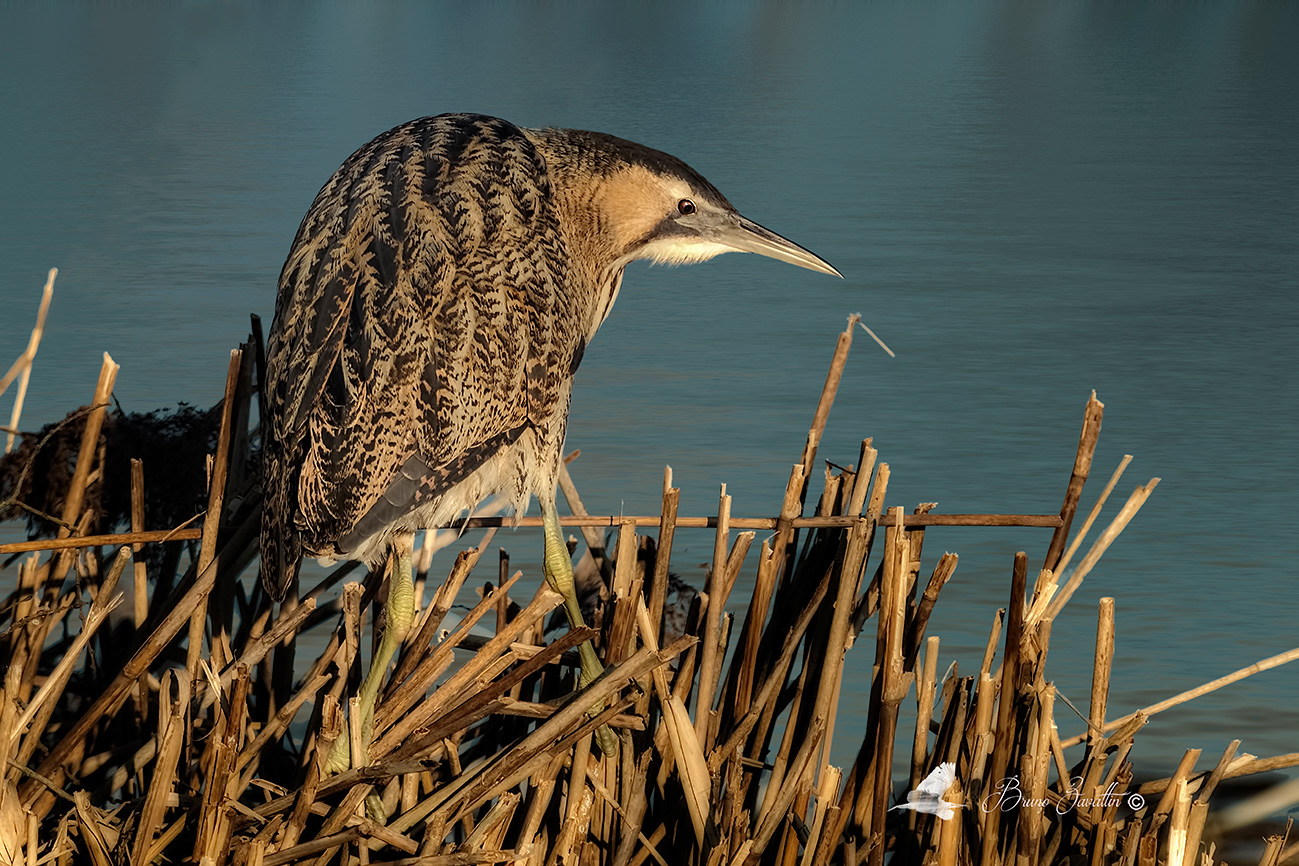 Bittern