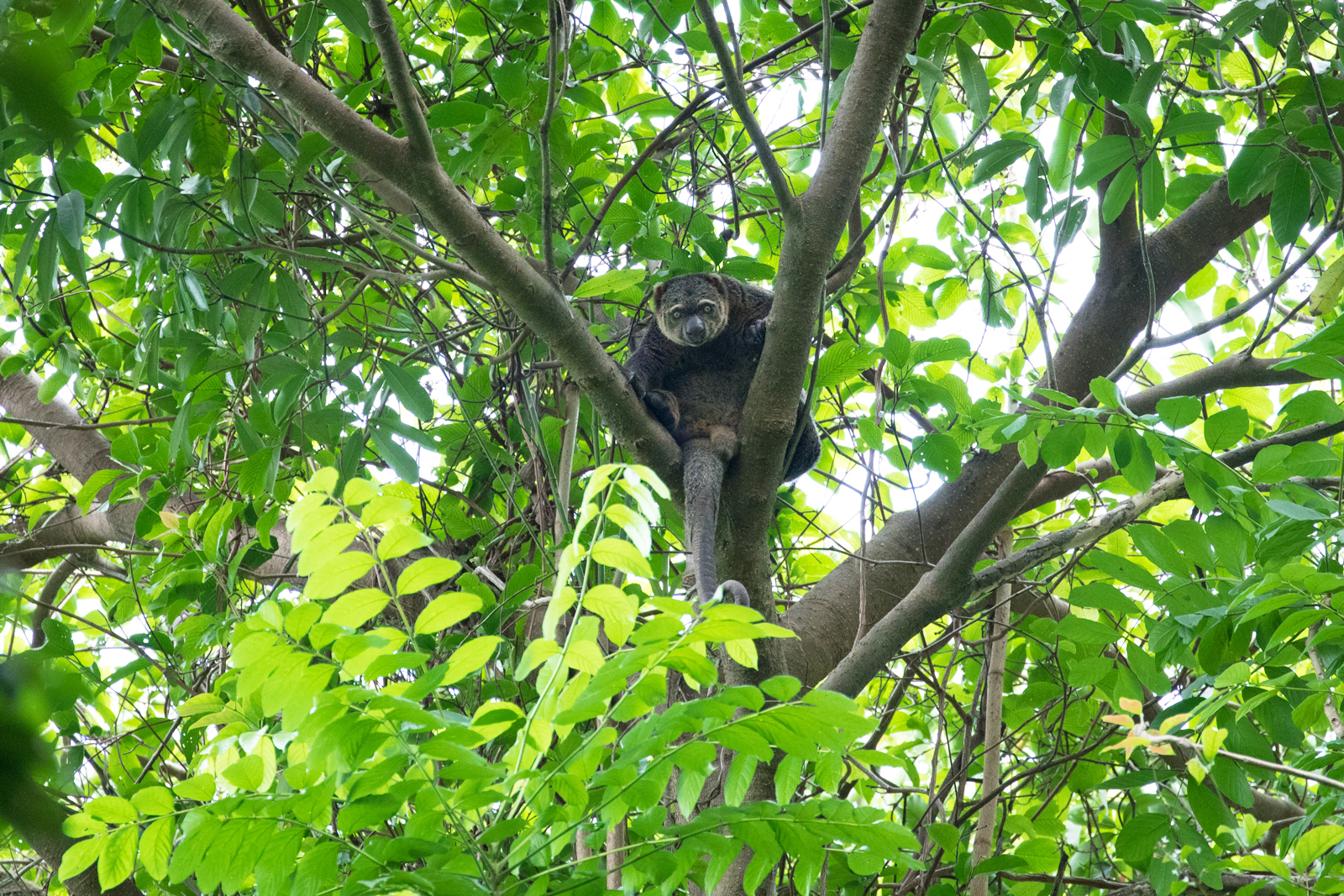 Sulawesi bear cuscus (Ailurops ursinus)