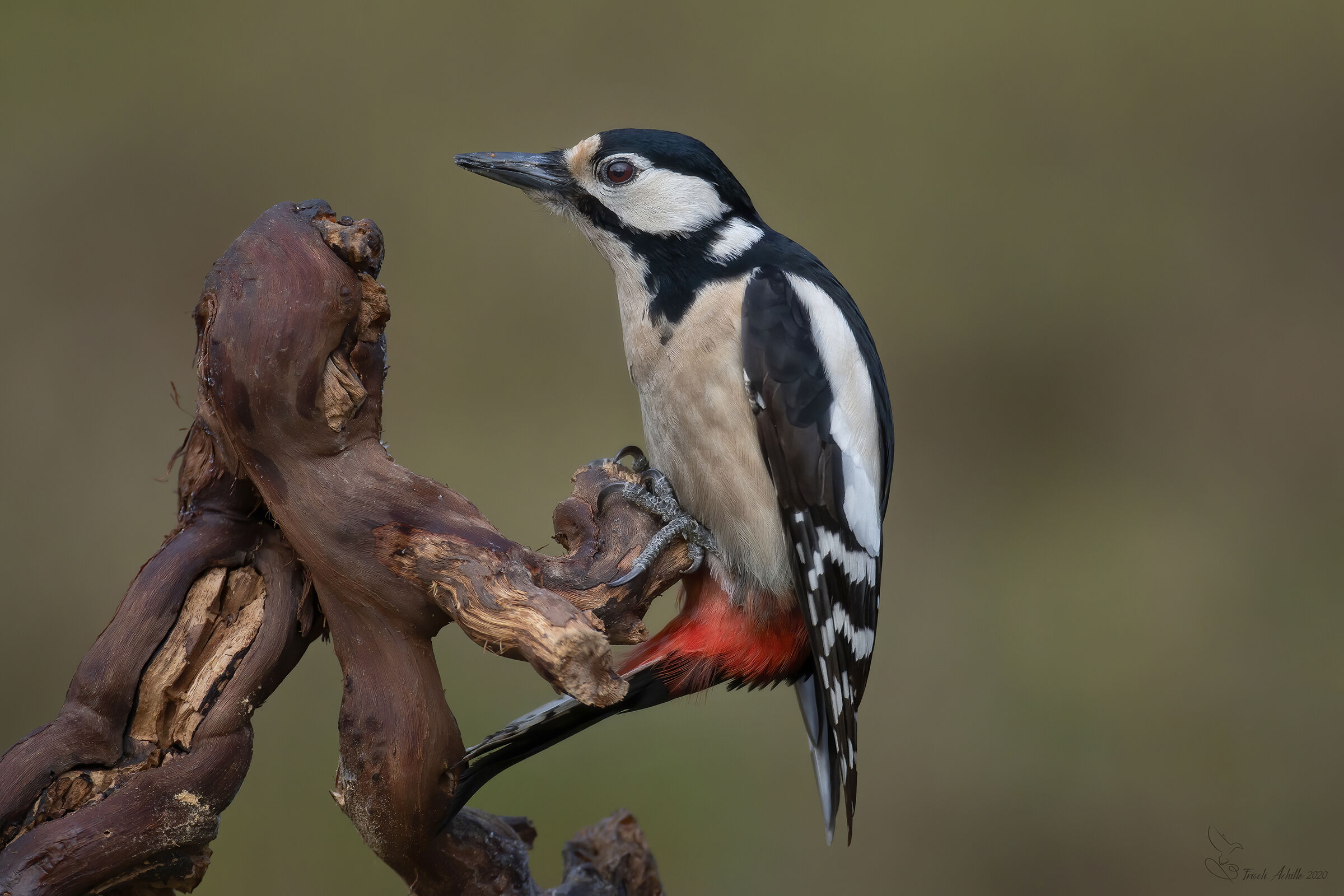 ?? red woodpecker