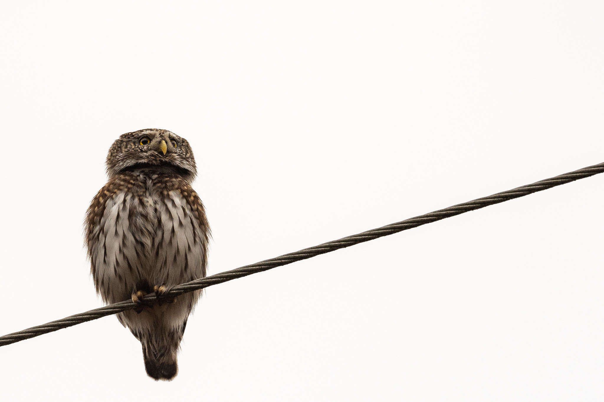 Glaucidium passerinum - Civetta Nana.