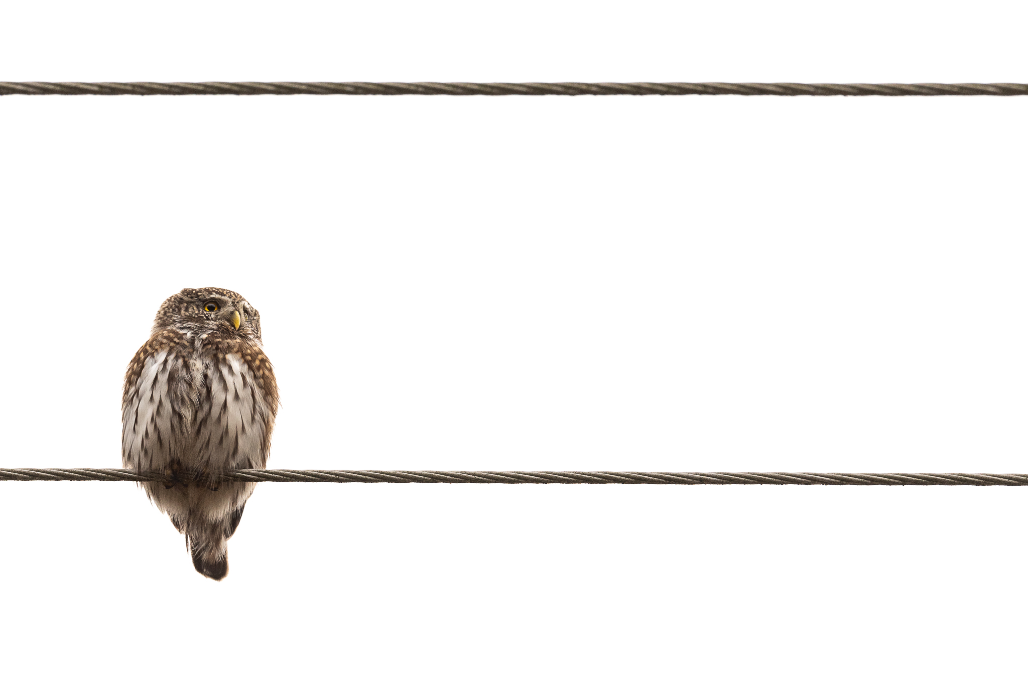 Glaucidium passerinum - Civetta Nana.