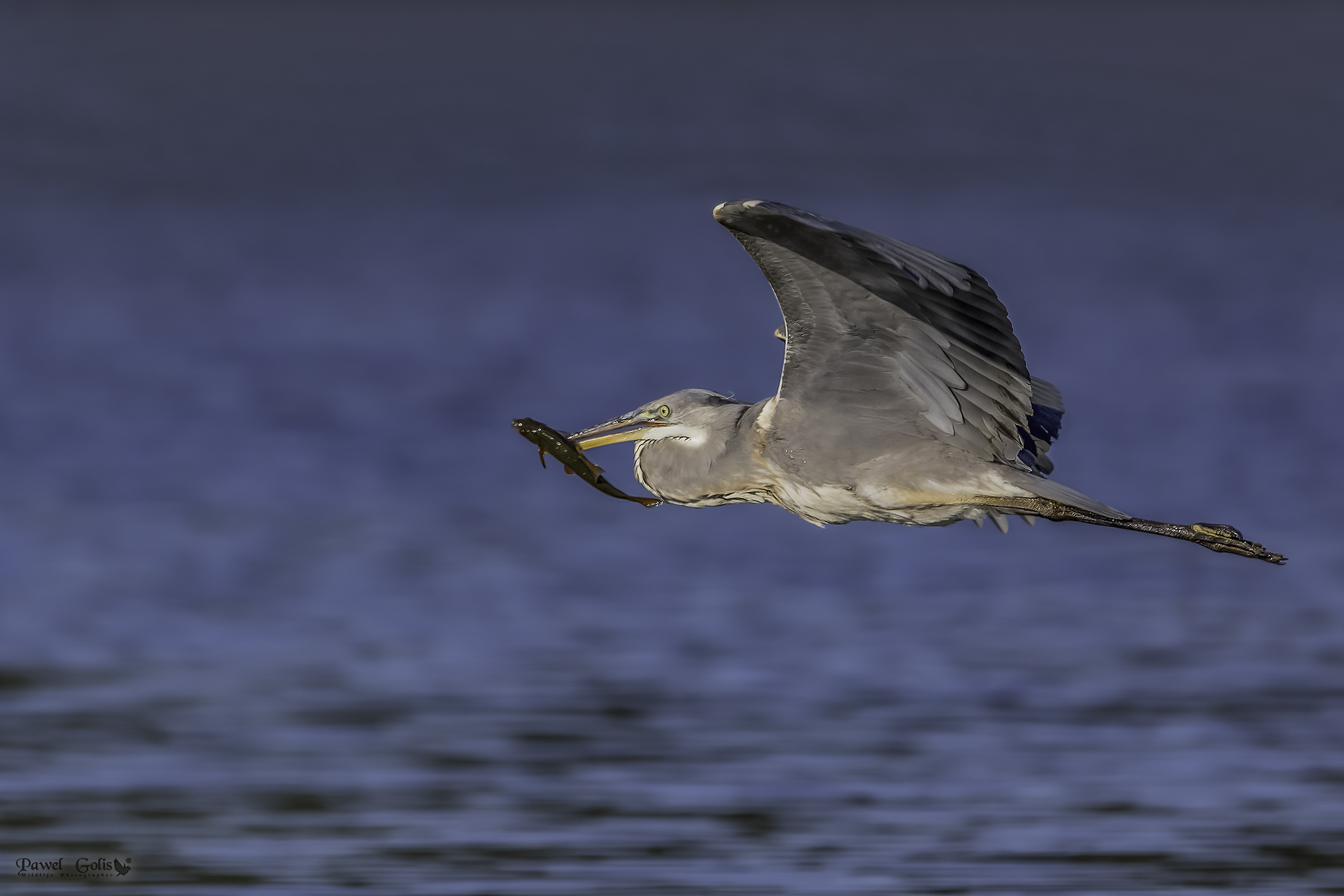 Grey heron (Ardea cinerea) with prey v2