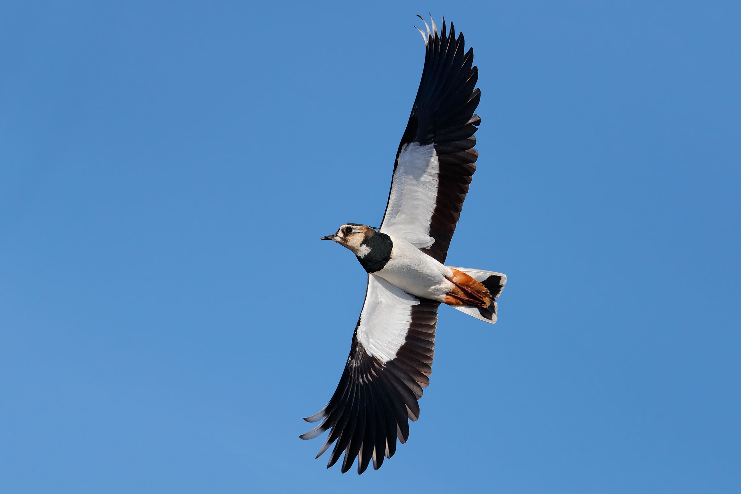 Evoluzioni aeree - Pavoncella