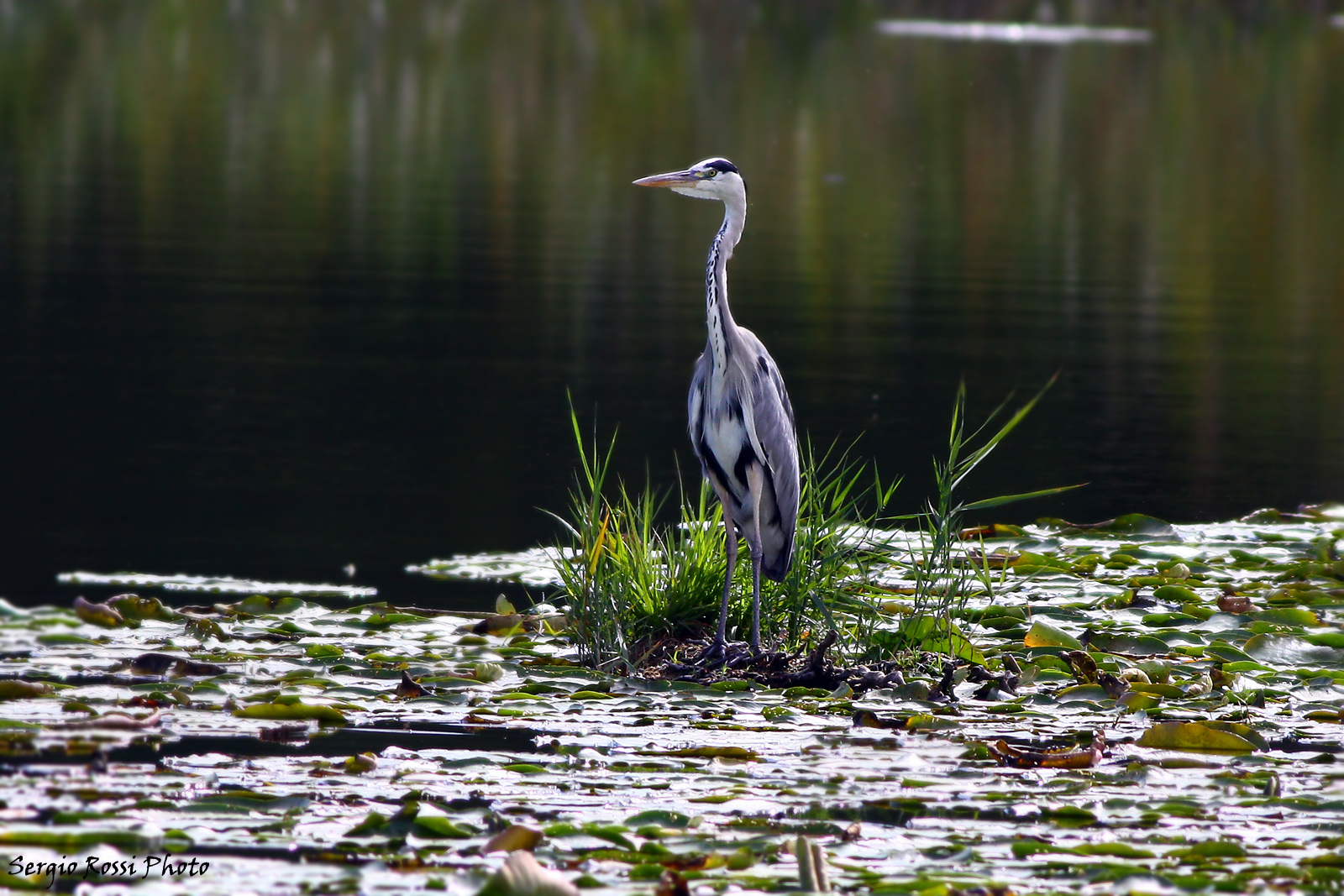 Airone cenerino torbiere del sebino