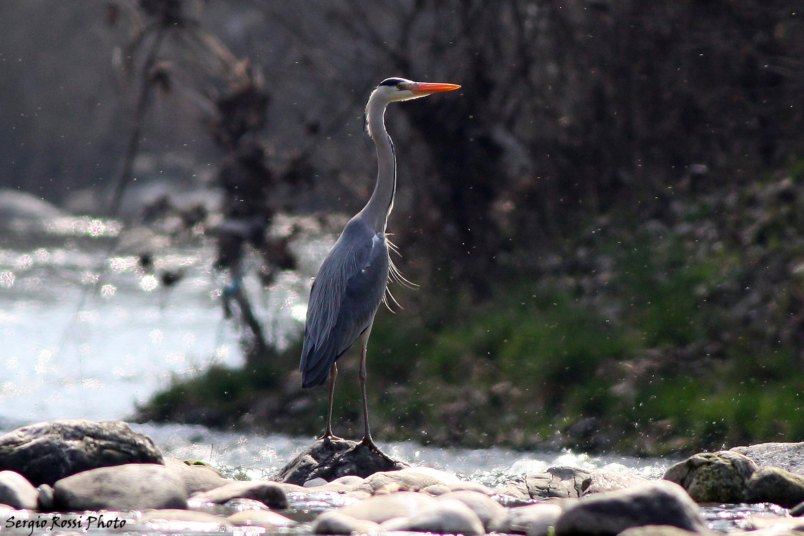 Airone cenerino sul fiume chiese (bedizzole)