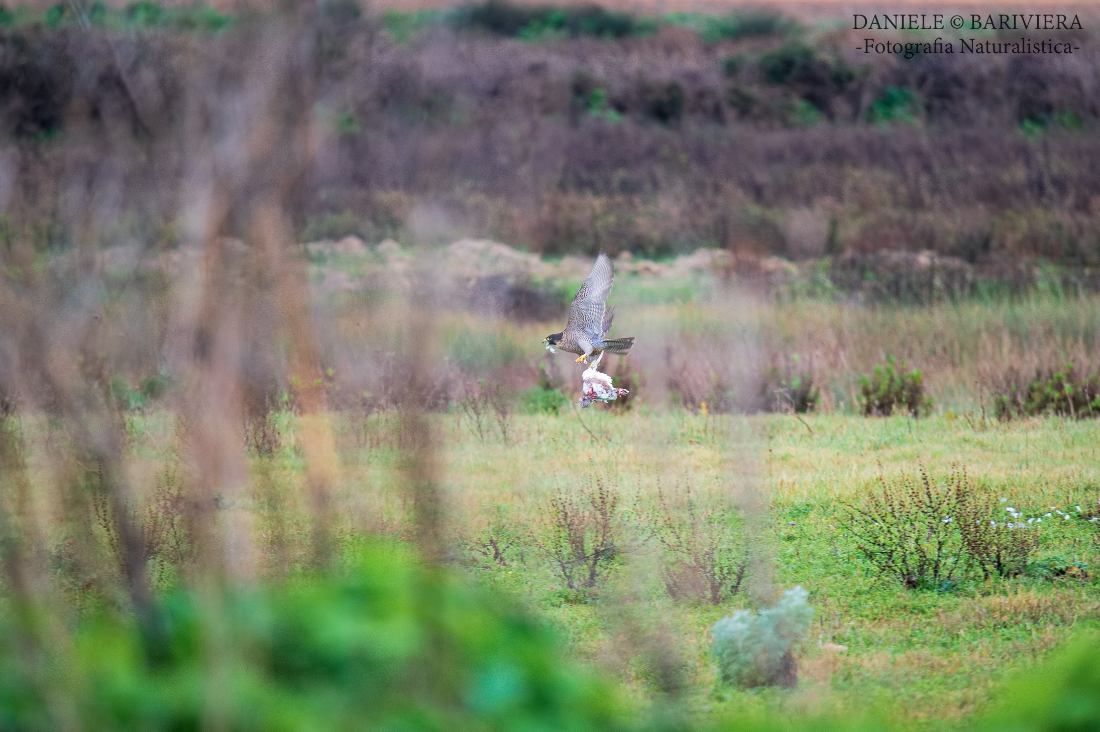 La preda del Pellegrino