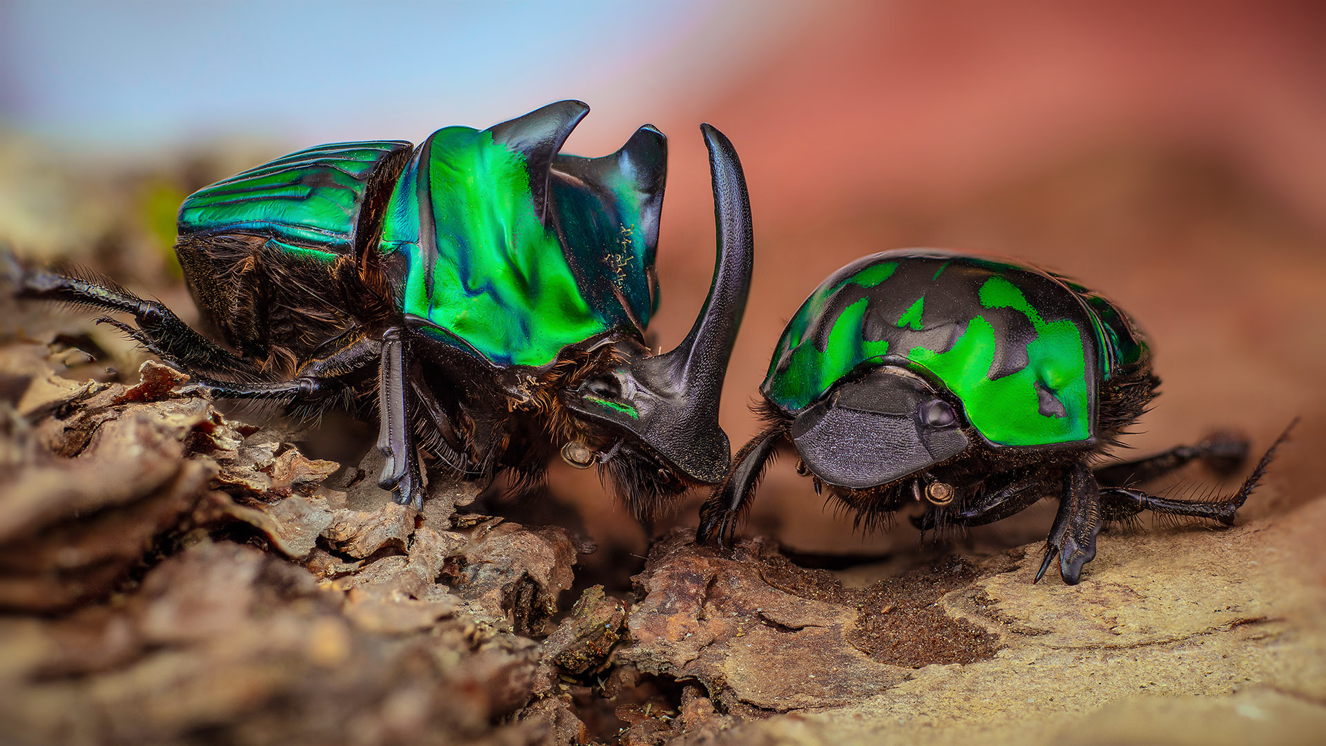 Oxysternon Conspicillatum