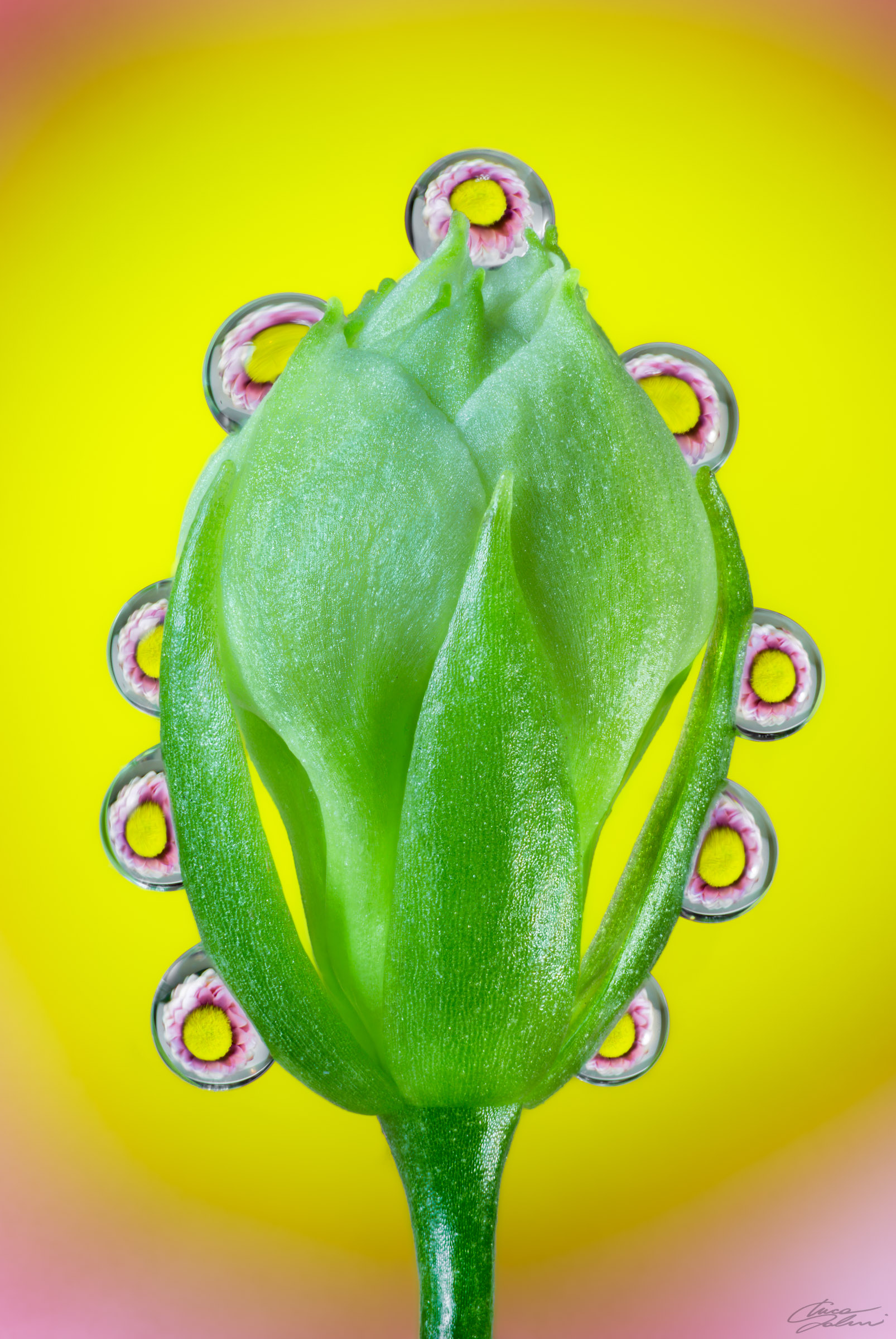 Surrounded by daisies