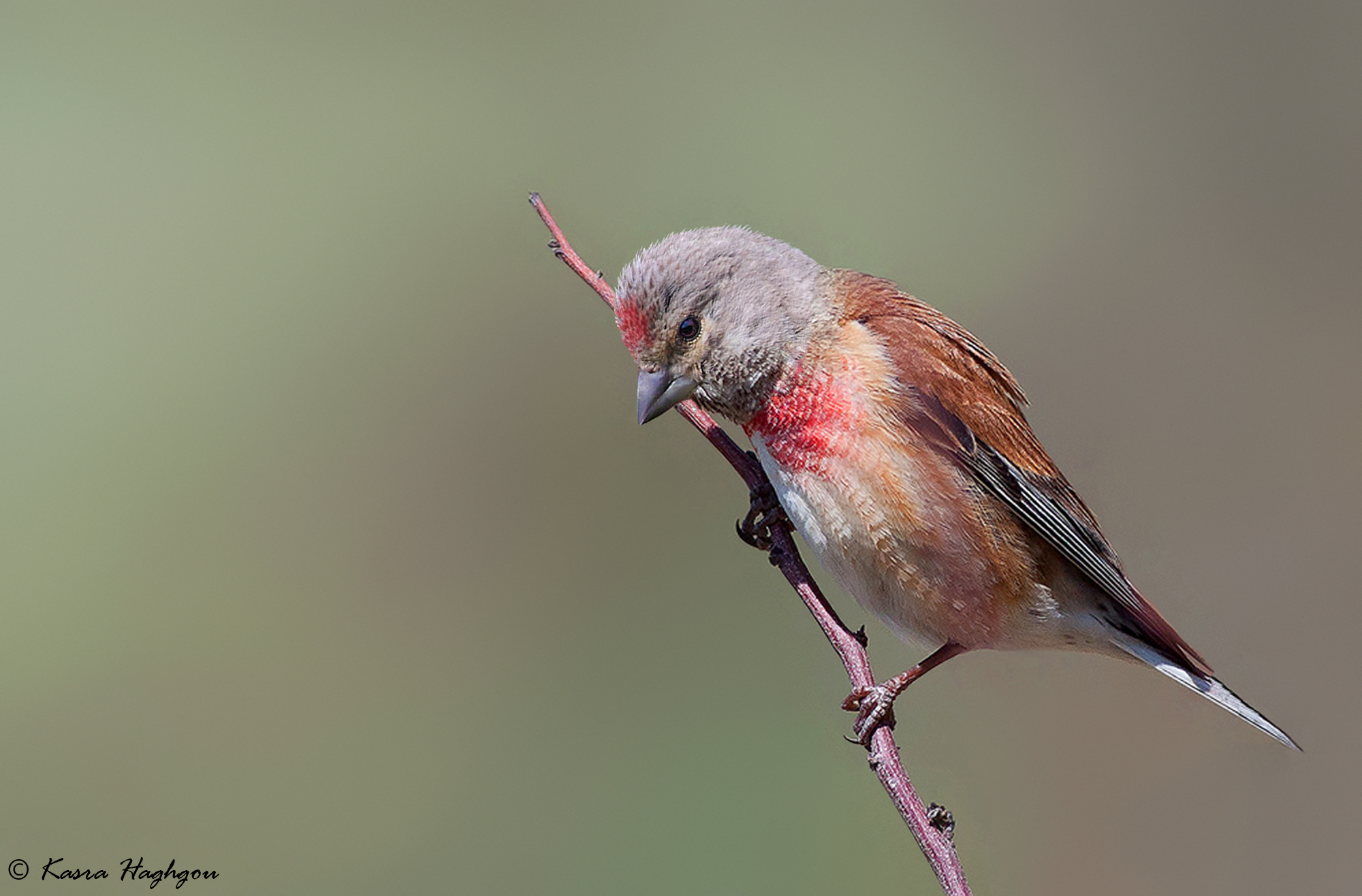 Linnet comune