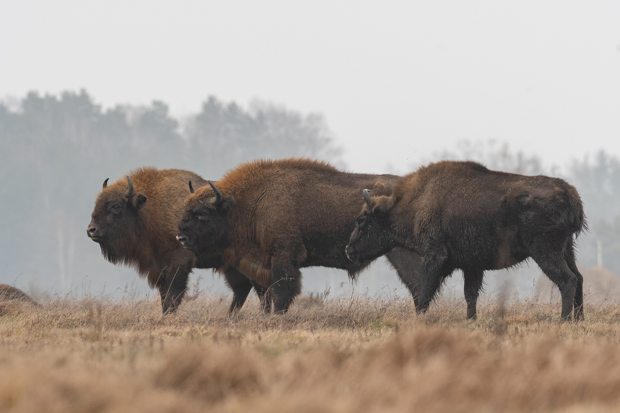 Bison