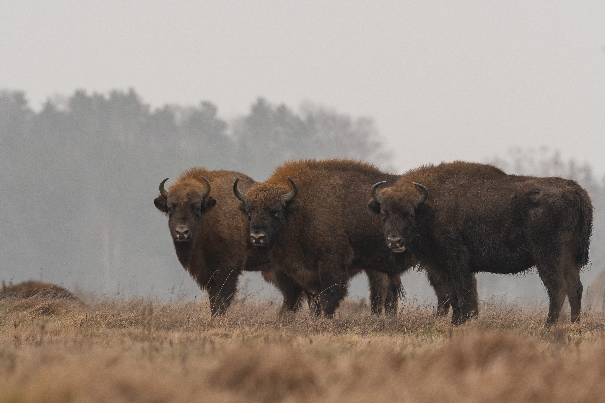 Bison