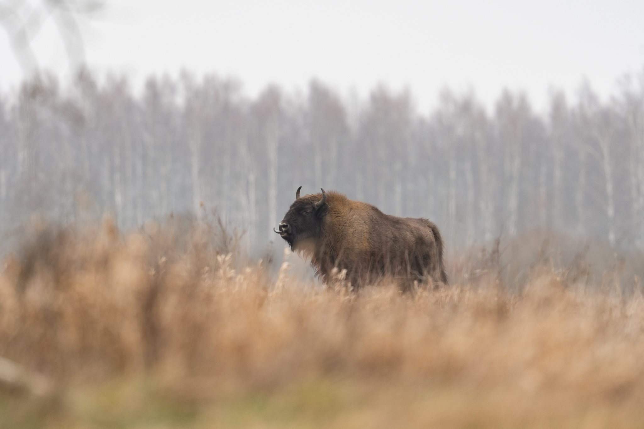 Bison