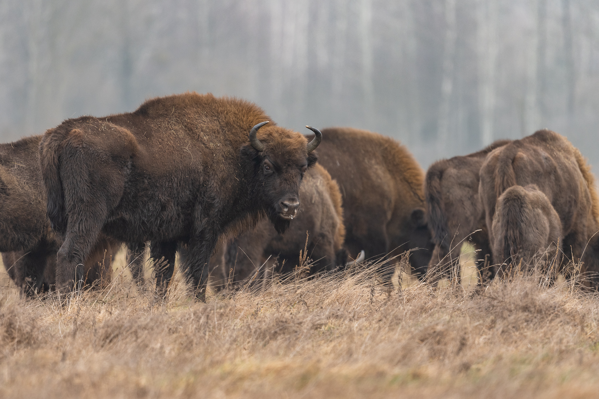 Bison