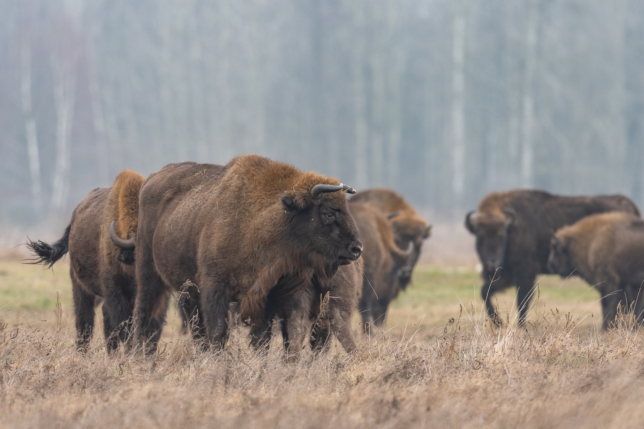 Bison