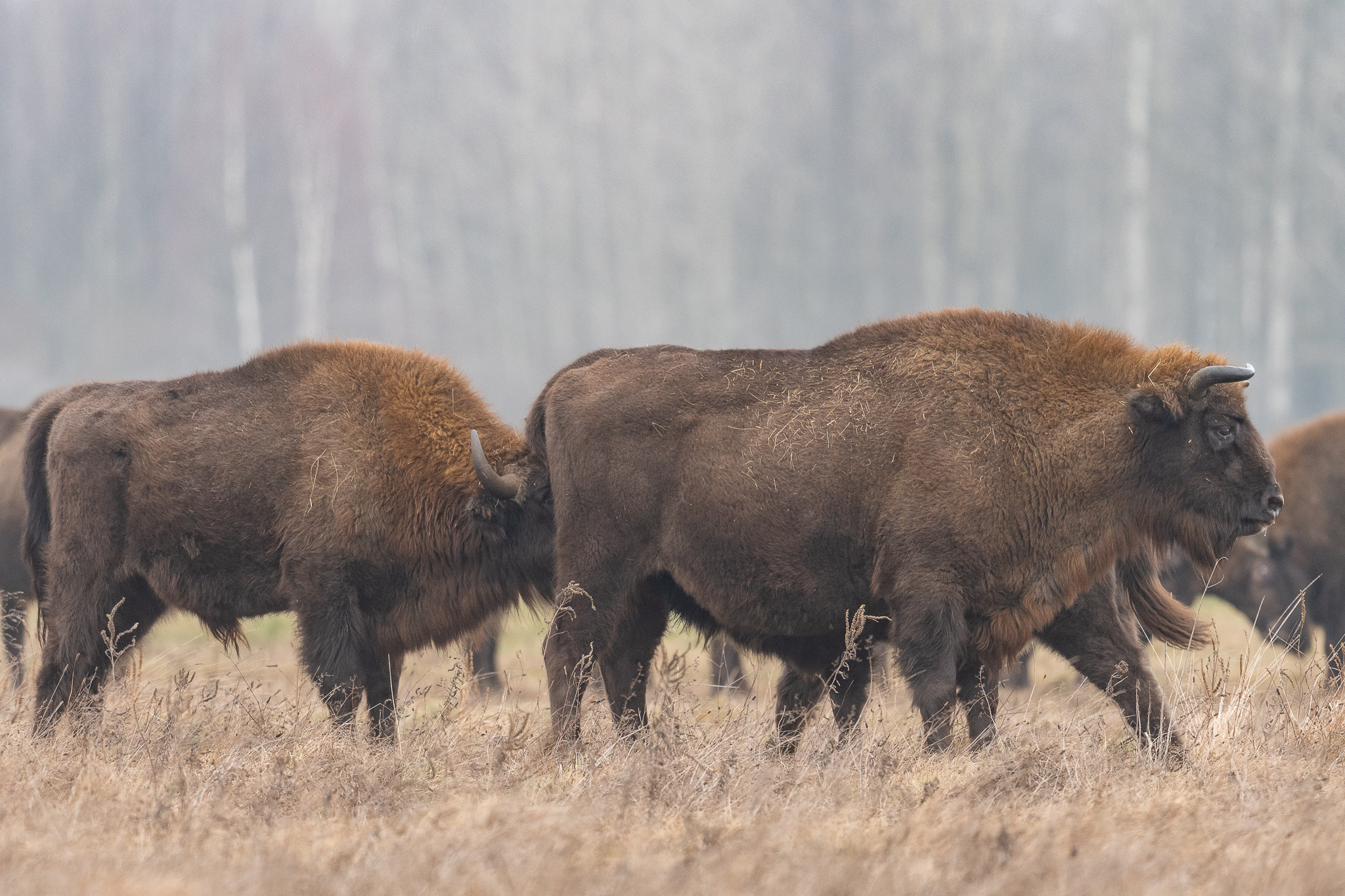 Bison
