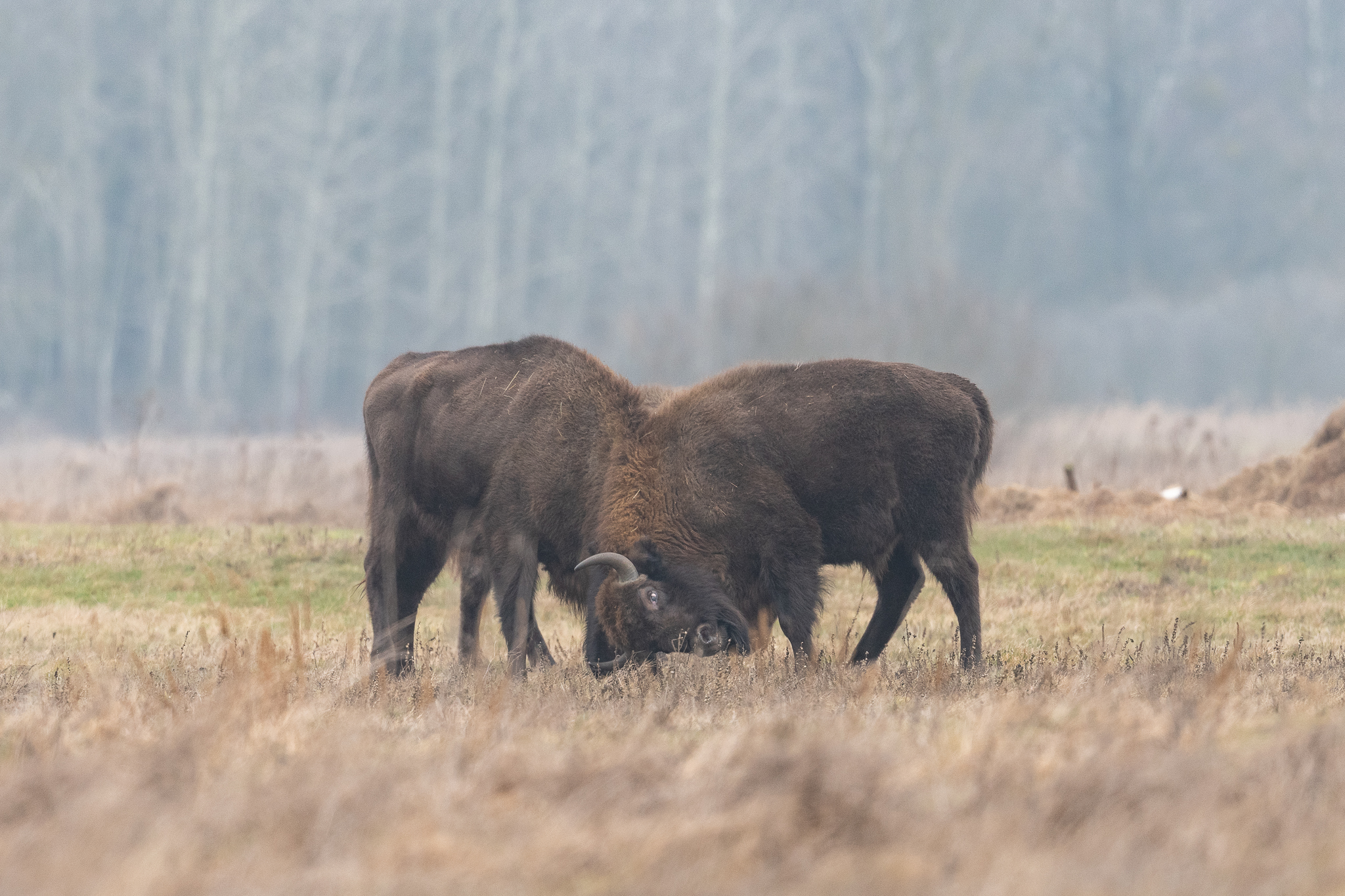 Bison