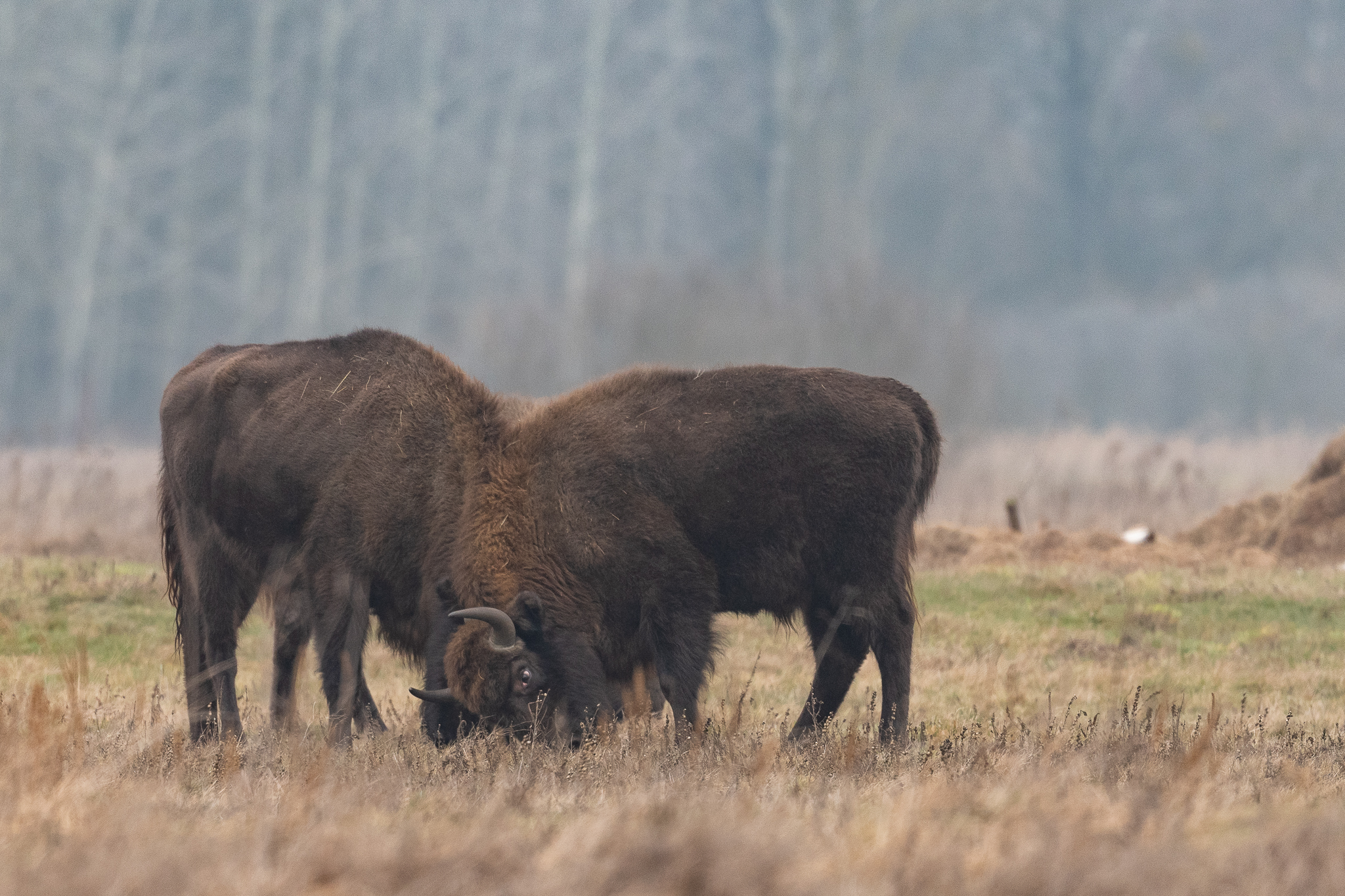 Bison