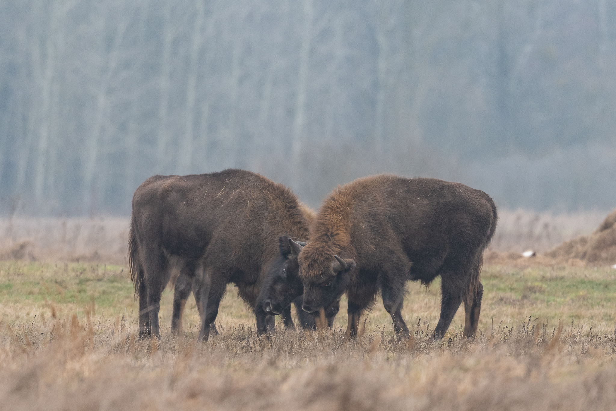 Bison