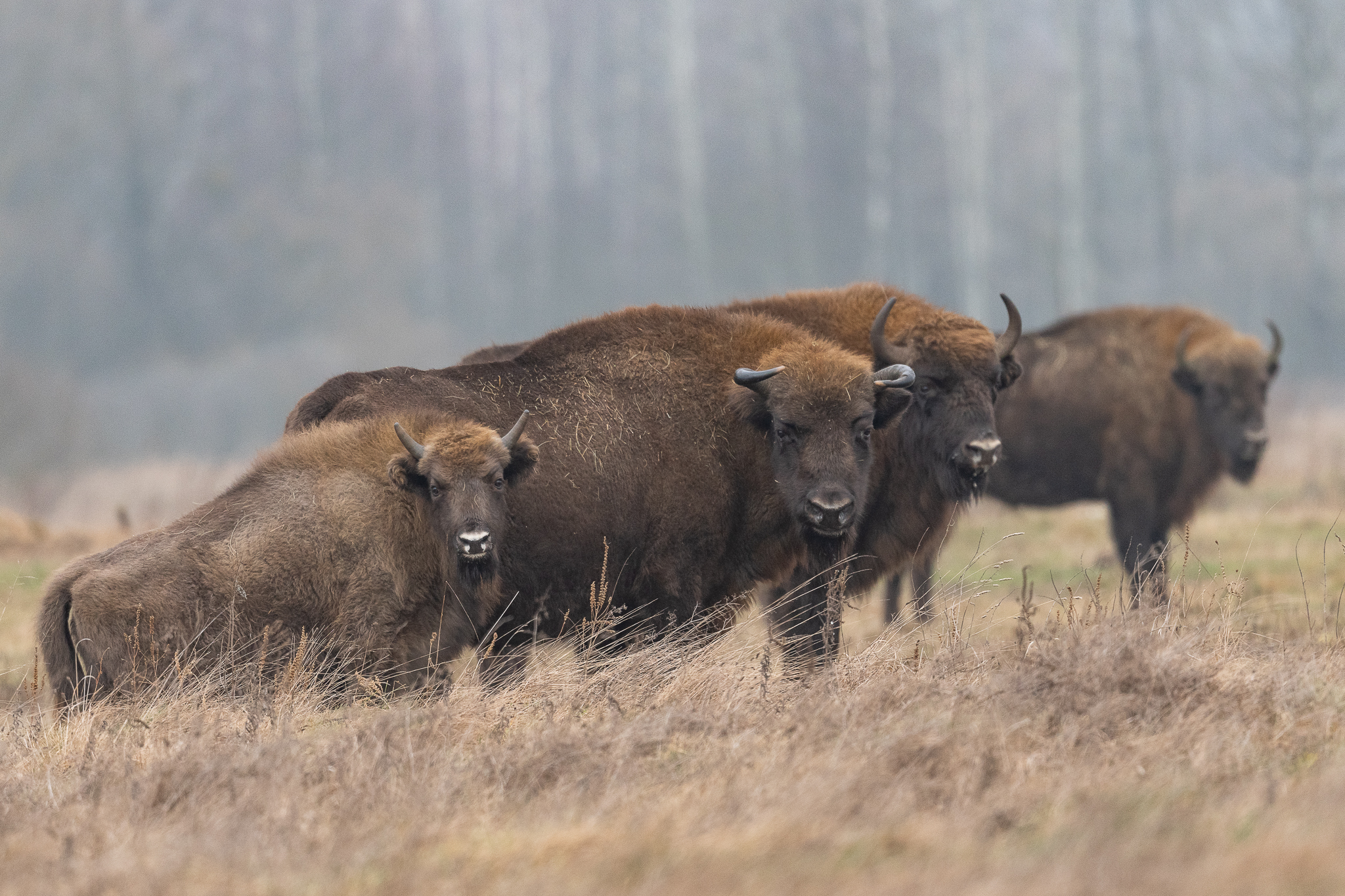 Bison