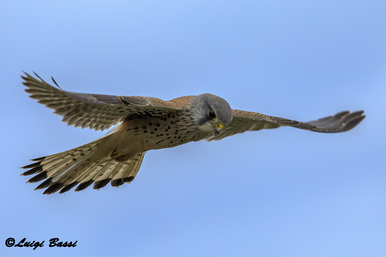 Gheppio Male in holy spirit