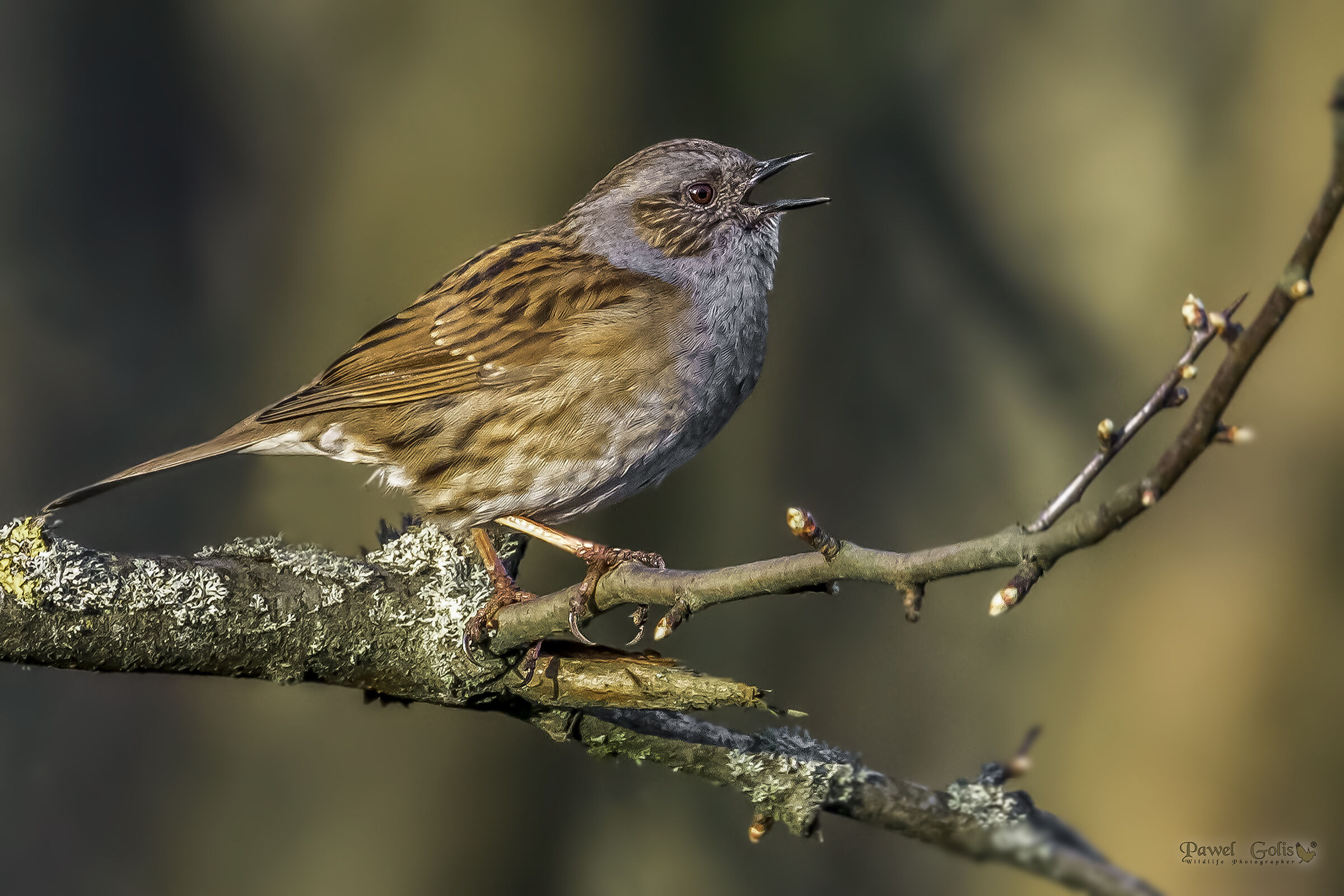 Dunnock (Prunella modularis)