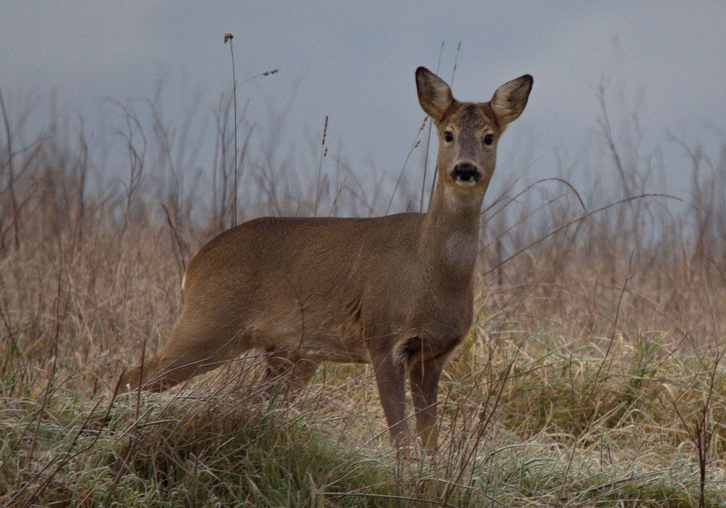 Capriolo femmina