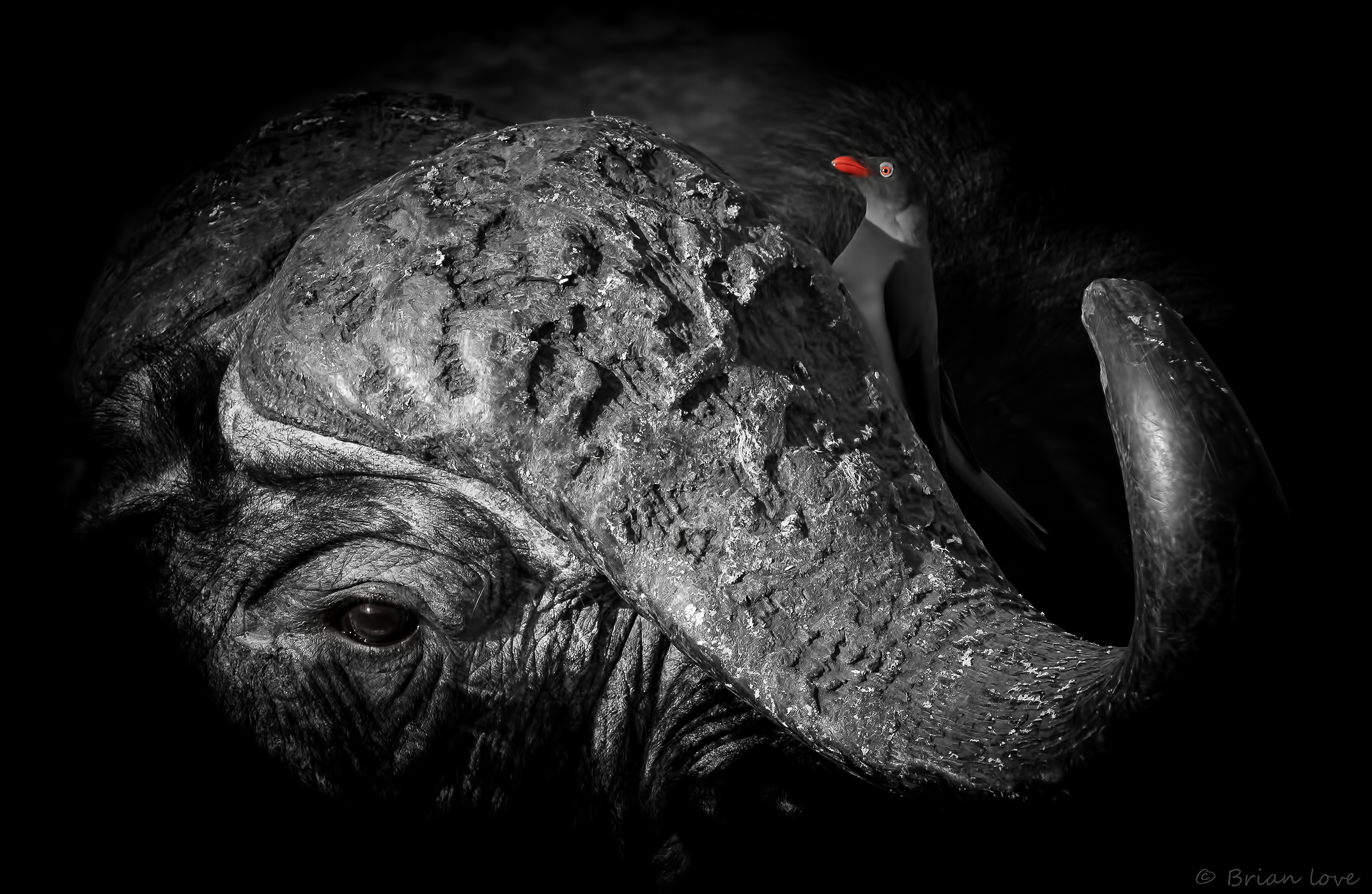 Il bue e il bue Pecker