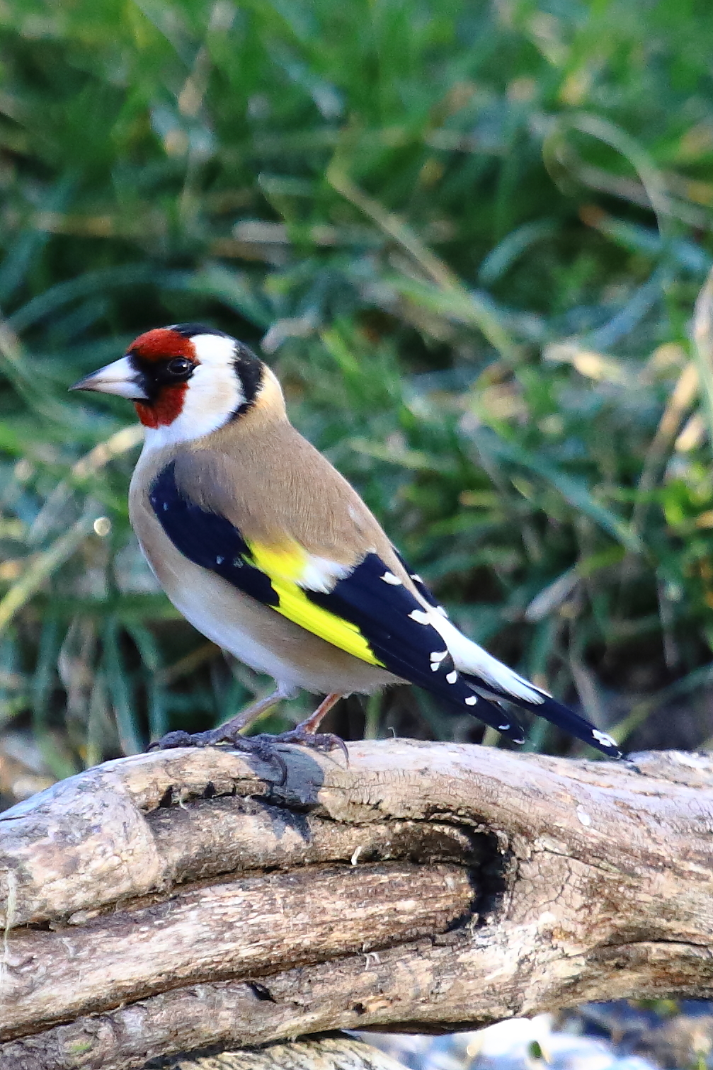 Cardellino(Carduelis carduelis)