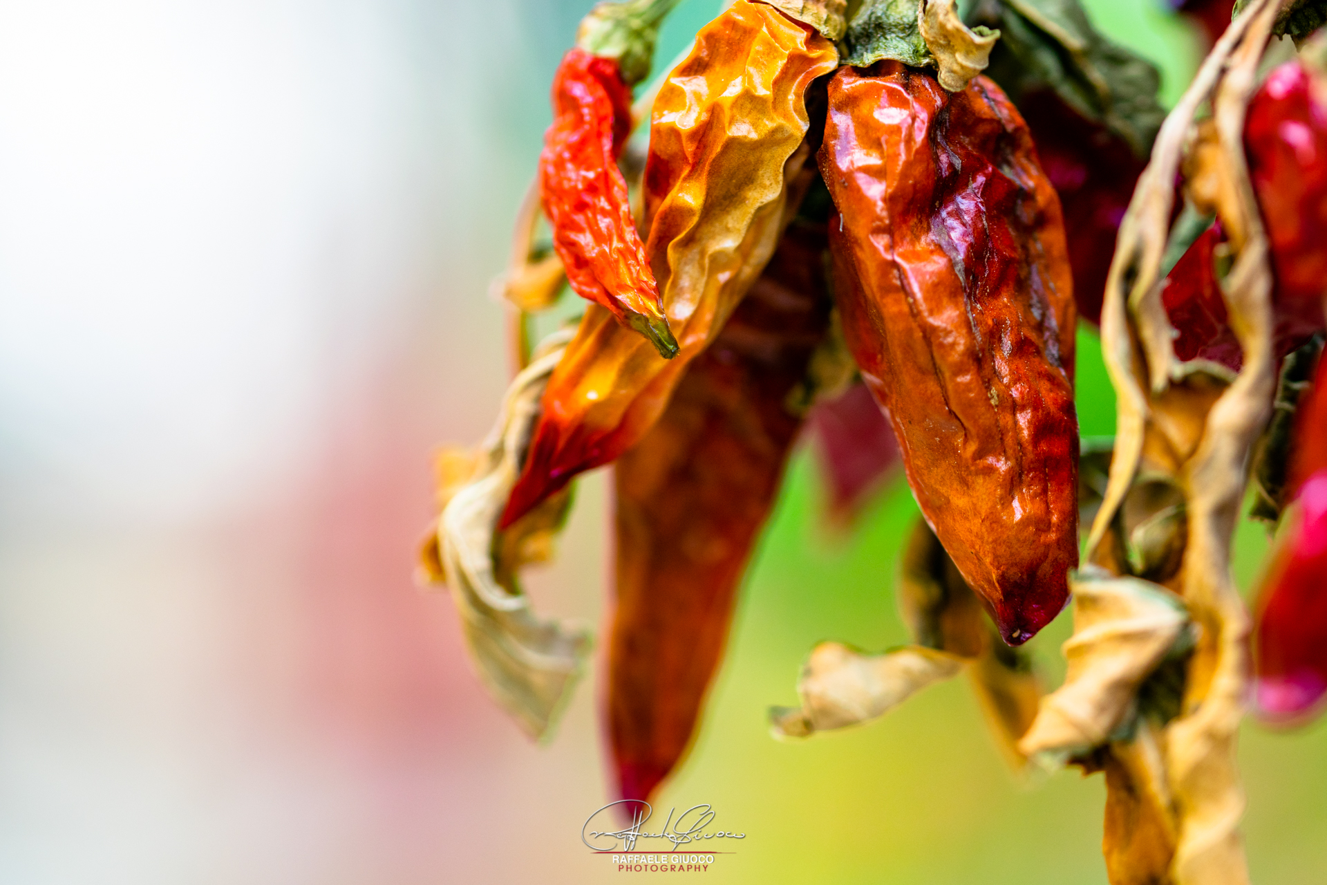 Dried chillies