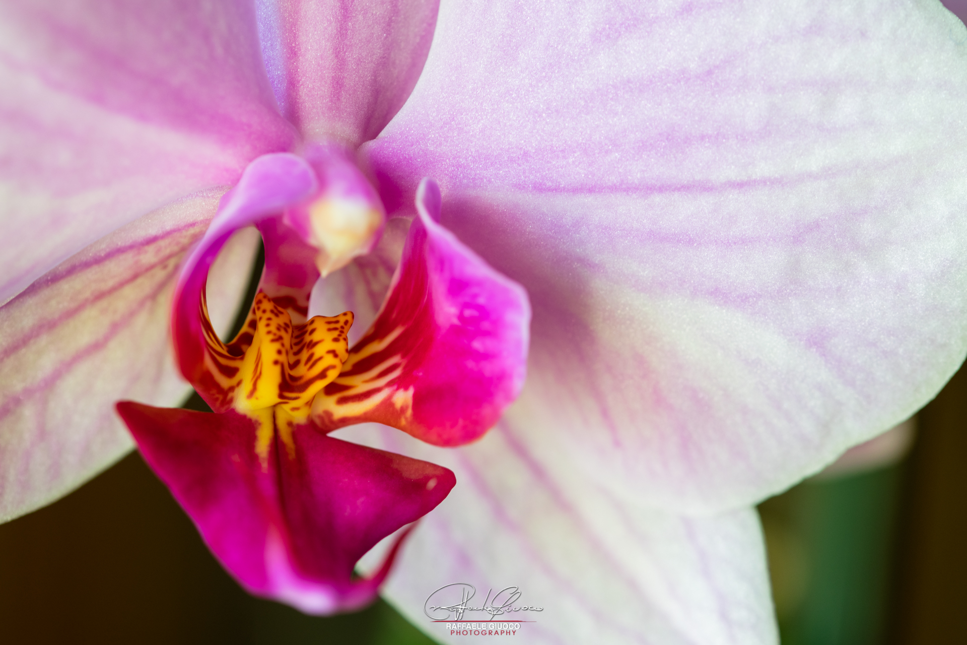 Orchid
