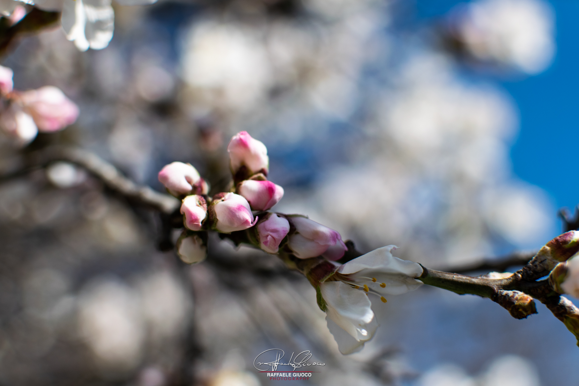 Almond in Flower