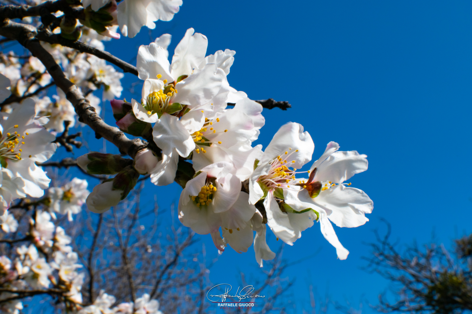 Almond in Flower
