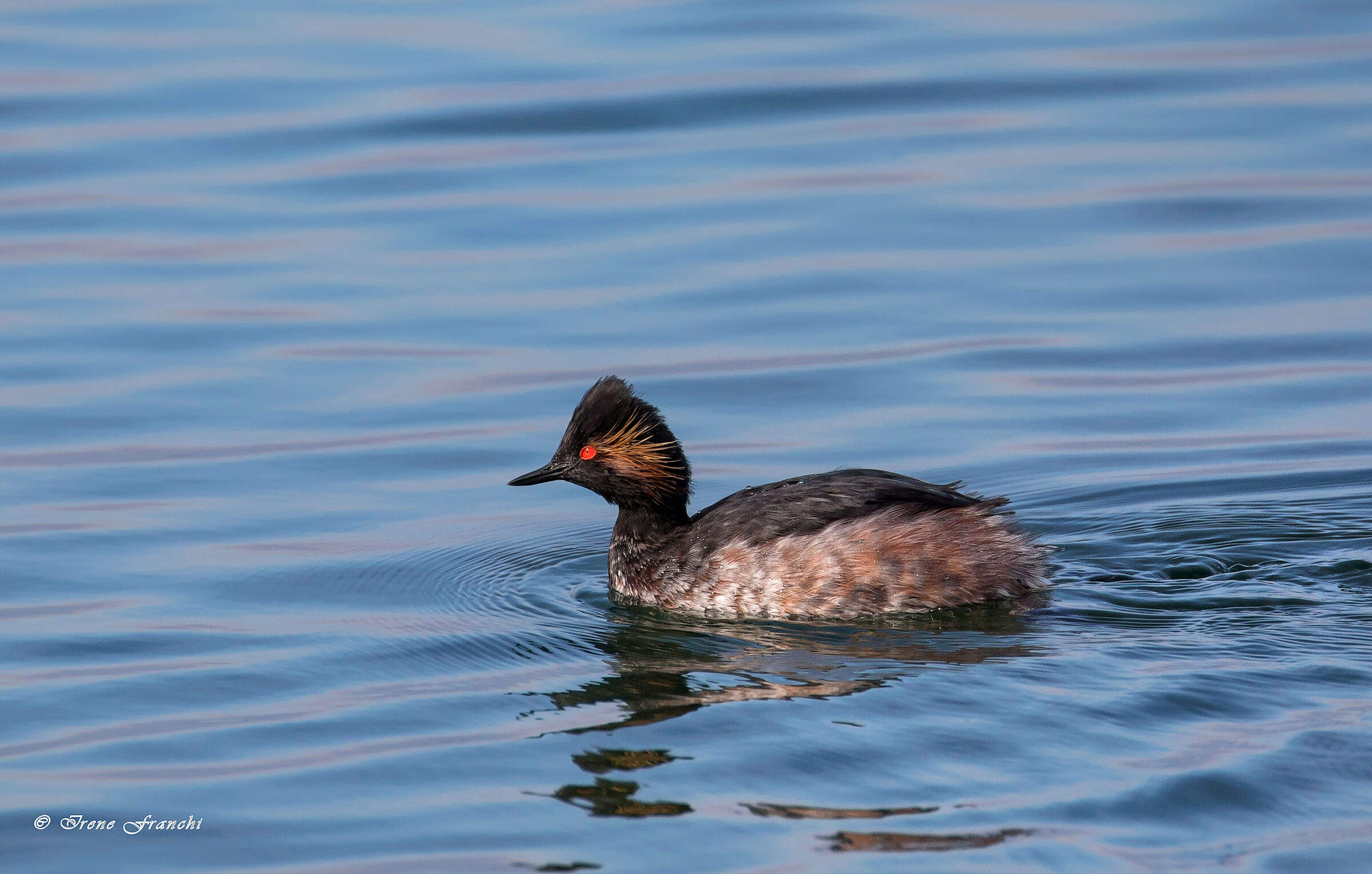 Small vase - Podiceps nigricollis