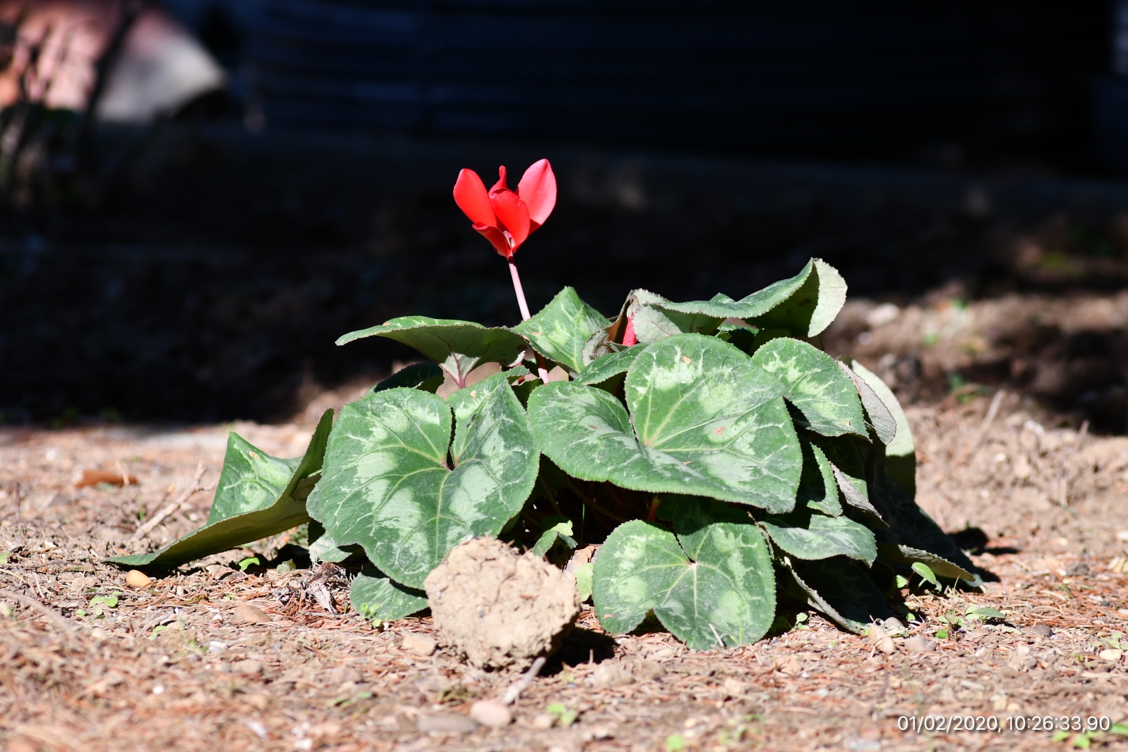 Cyclamen