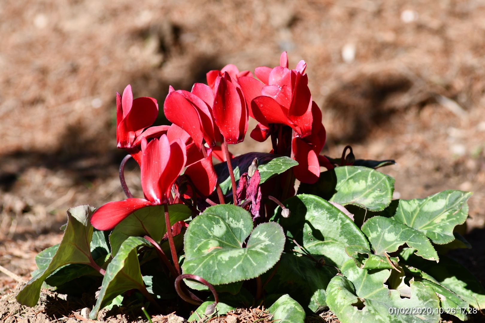 Cyclamen