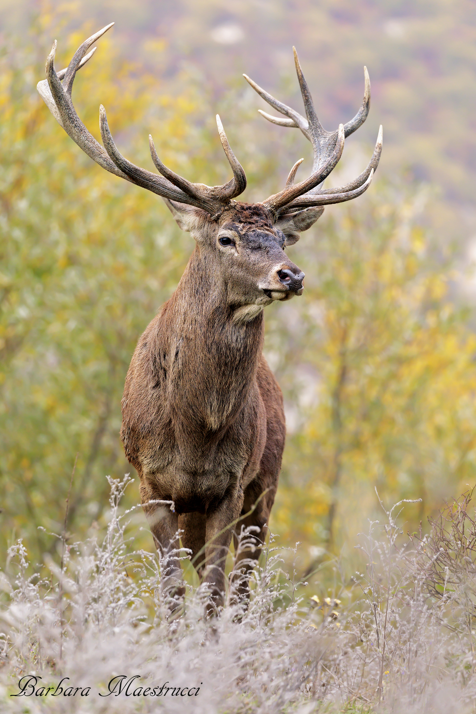 The King of the Woods...