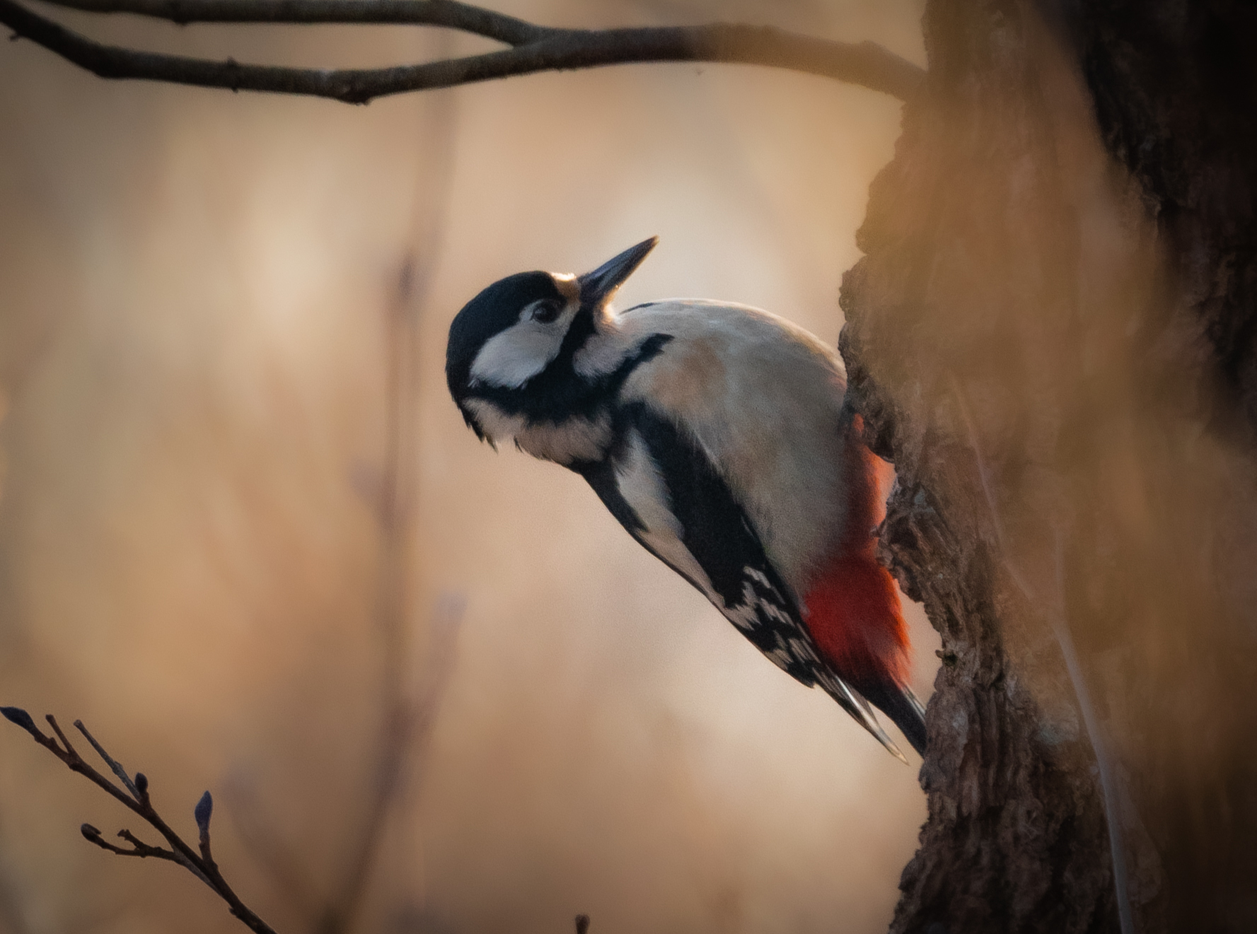 Major red woodpecker