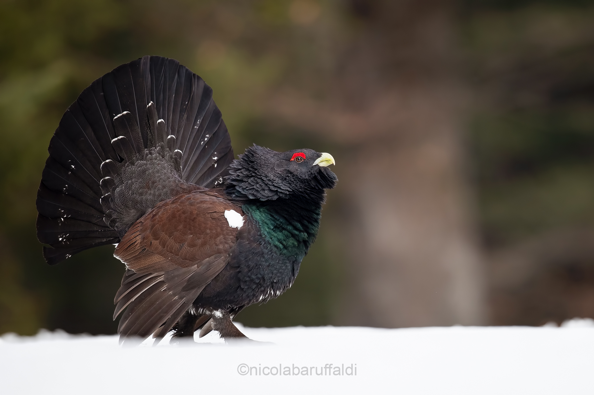 The King of the Woods