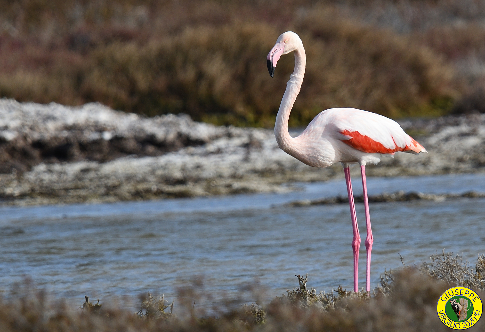 Fenicottero - Phoenicopterus roseus (Sardegna)2020