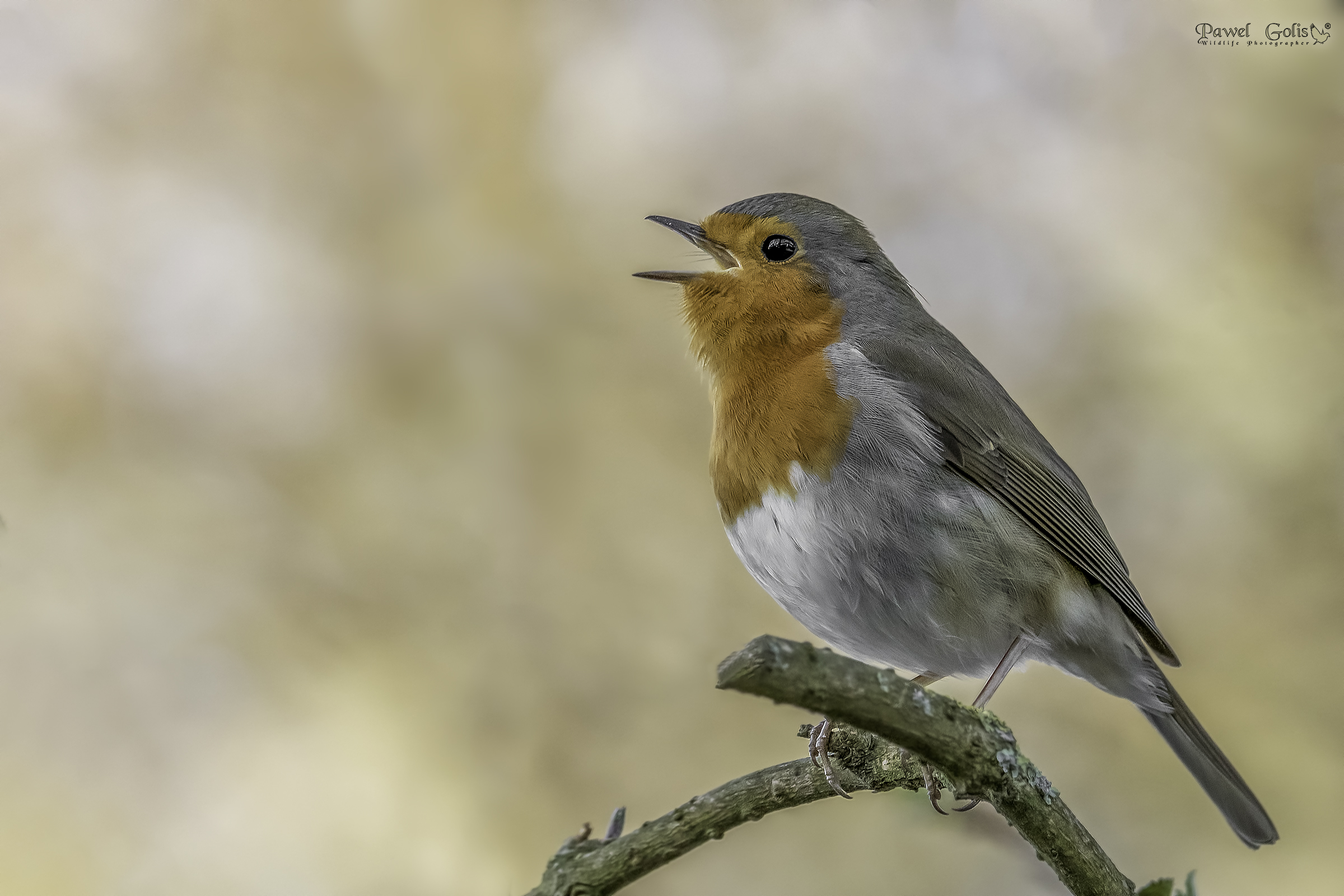European robin (Erithacus rubecula)